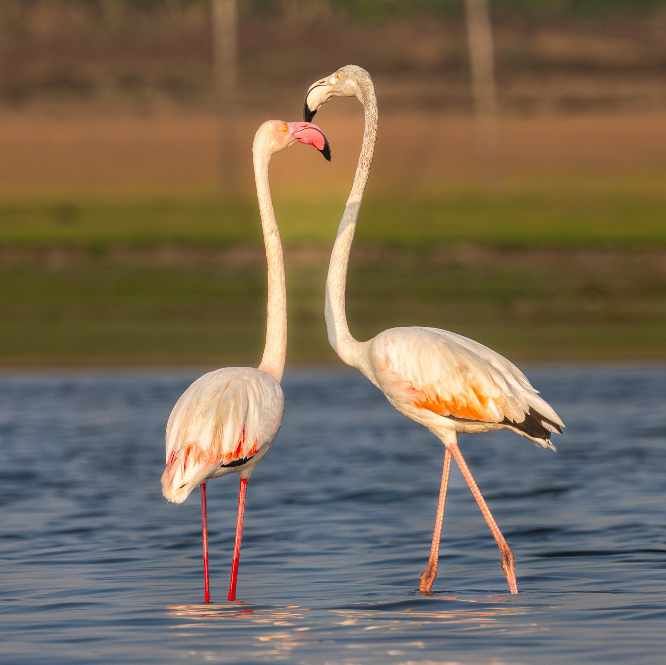 Flamingo 5 Final.jpg