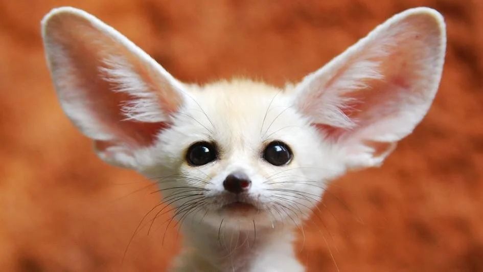 Pack some Power with the Palate 