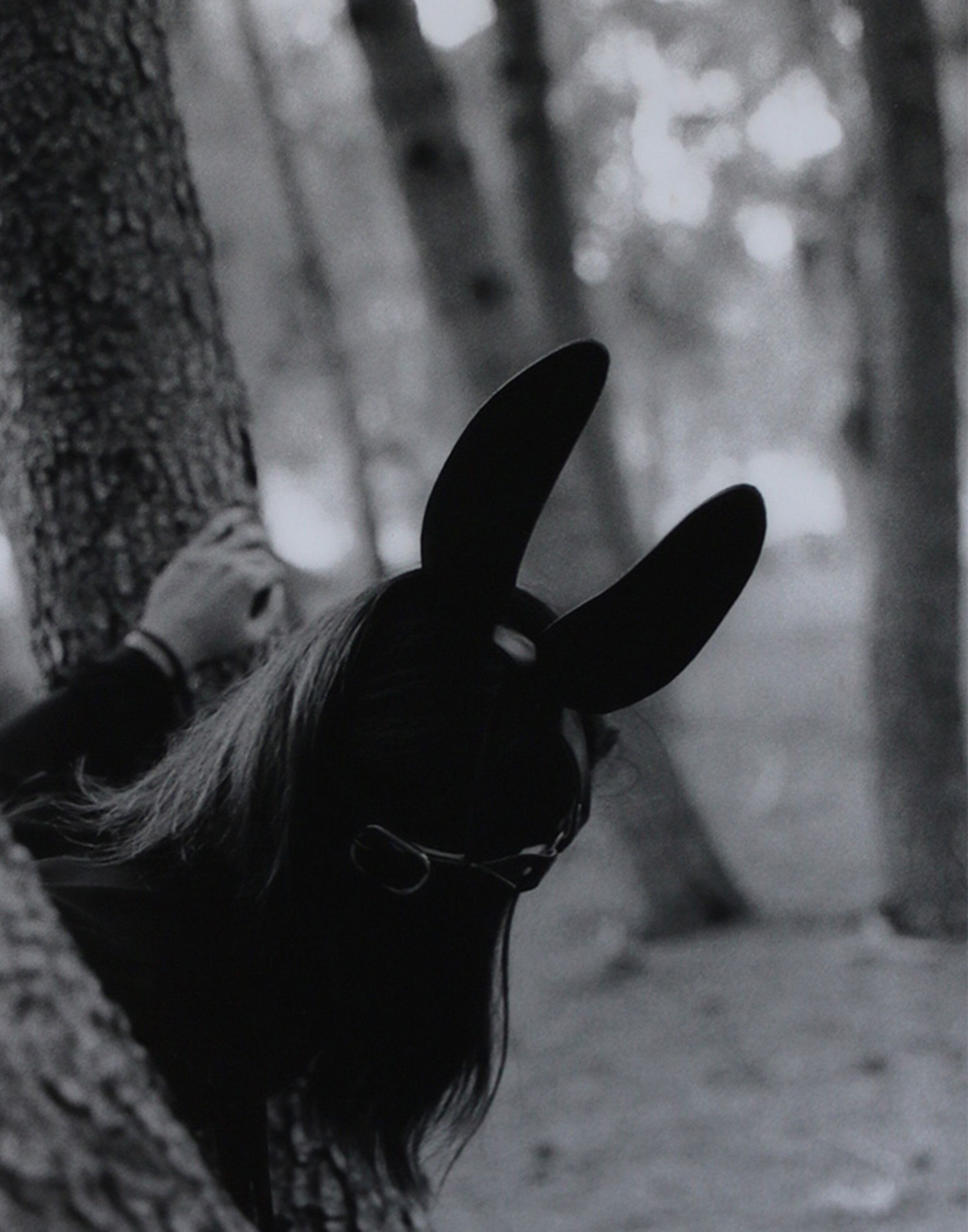 Peter Rabbit, gelatin silver print, 2018.