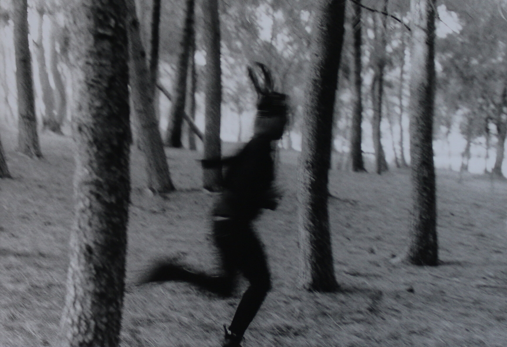 In the Woods, gelatin silver print, 2018.