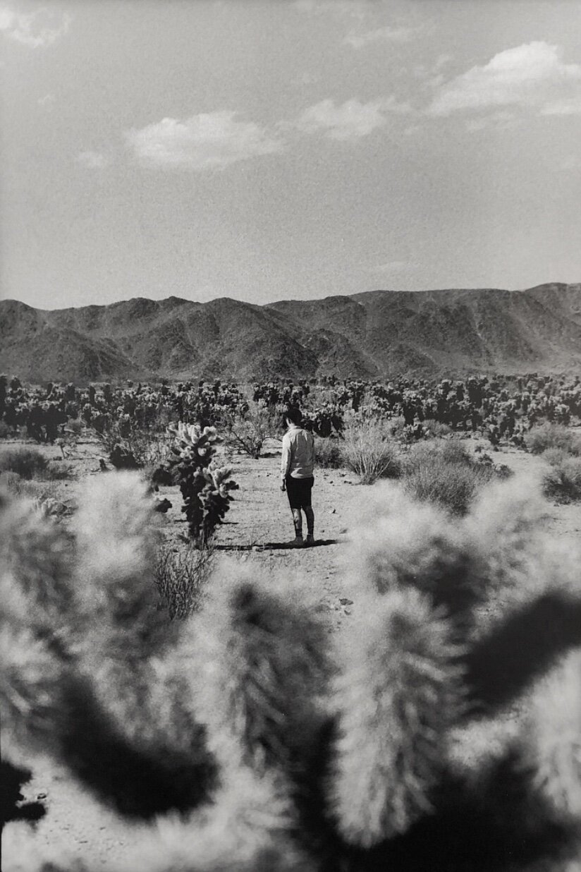 Joshua Tree, gelatin silver print, 2018.