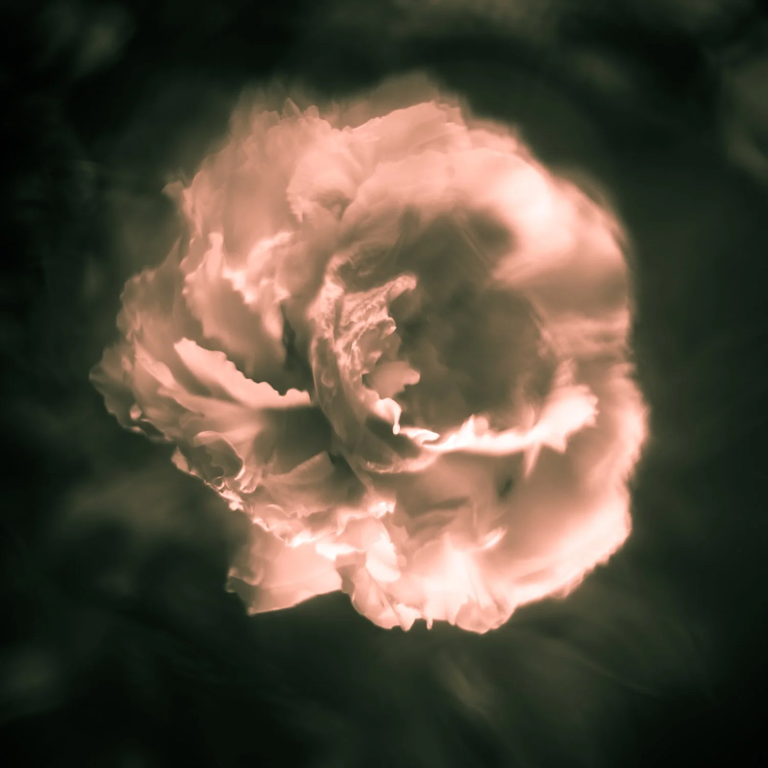 A peony photographed by Mark Robert Halper, with luminous pink and green tones.