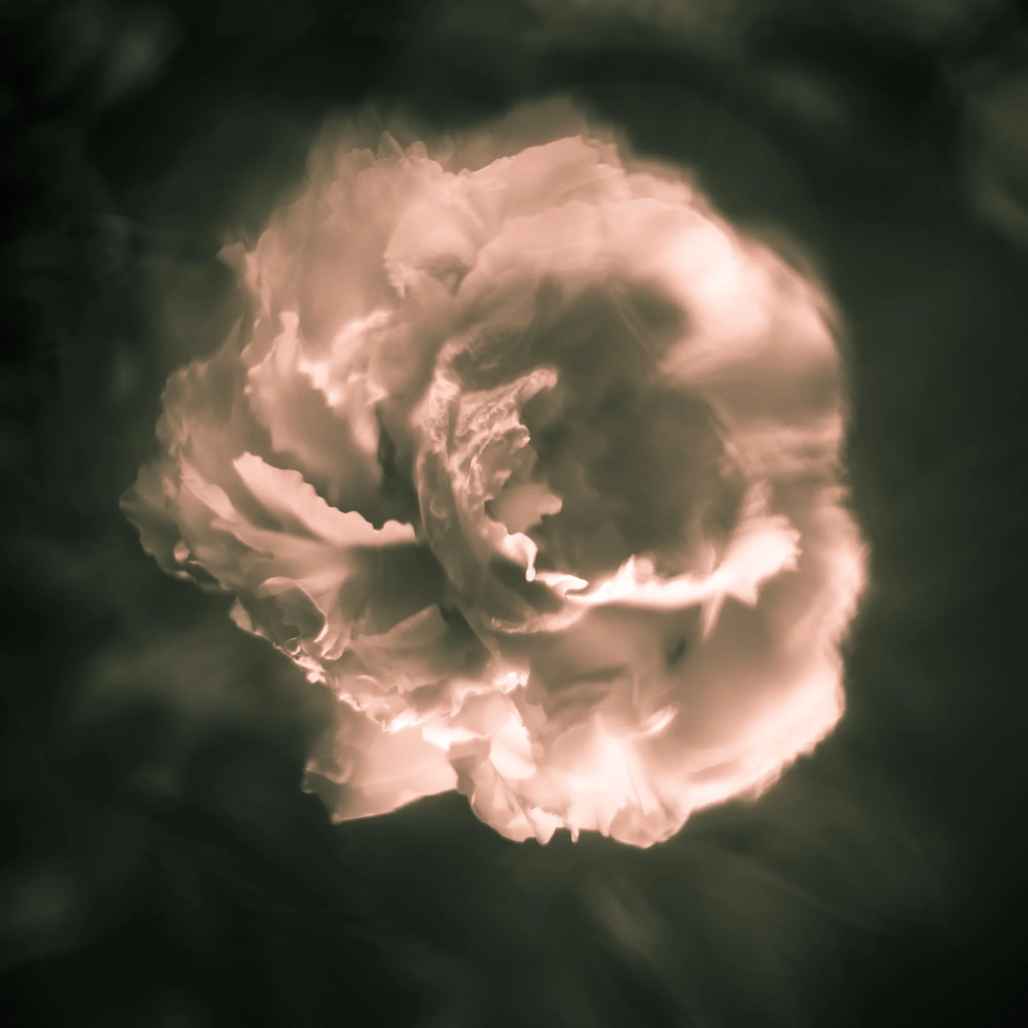 A flower photographed by Mark Robert Halper.