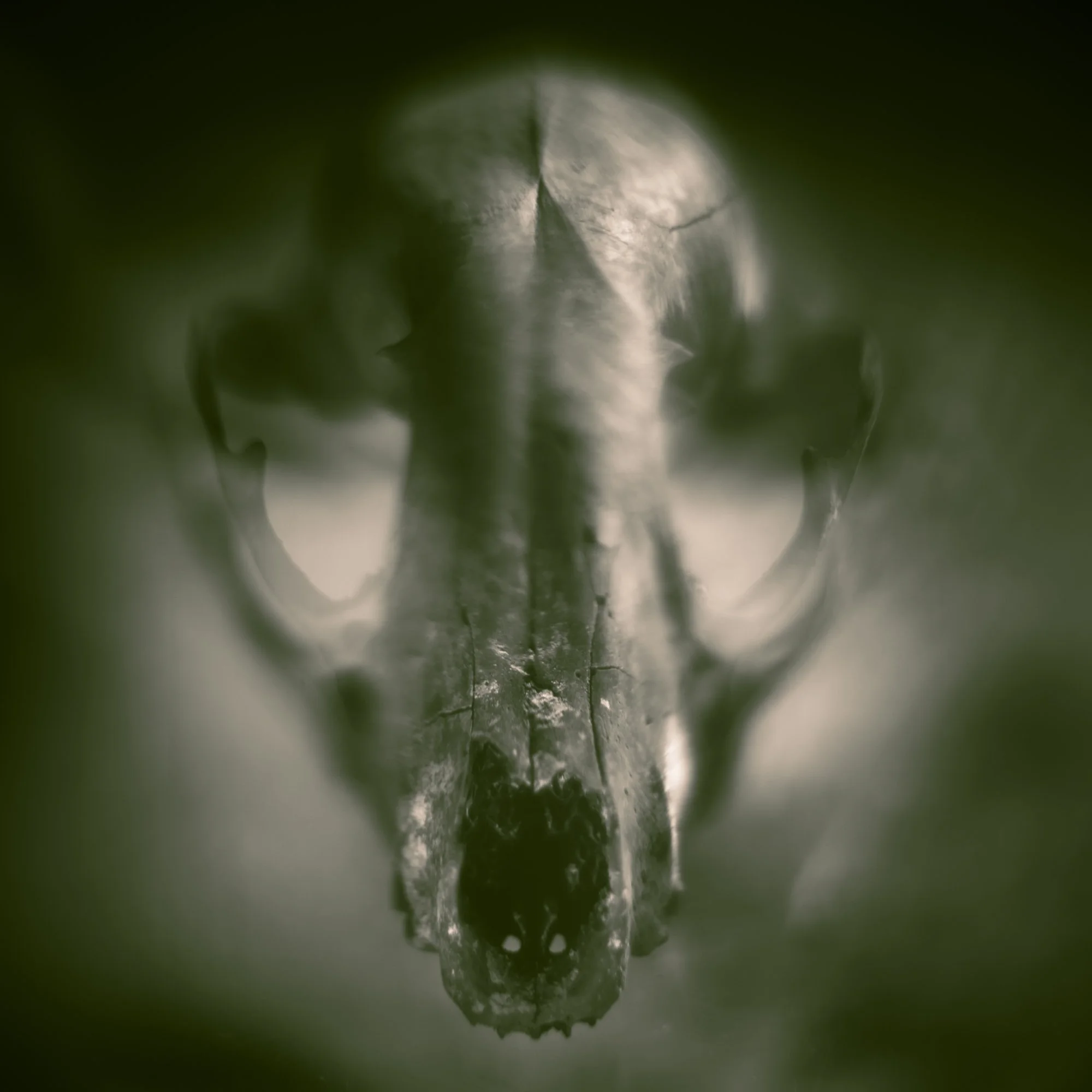 A skull photographed by Mark Robert Halper.