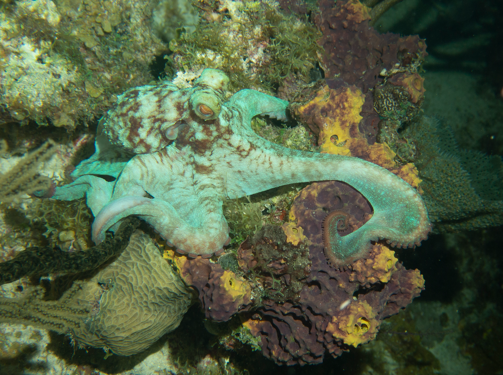 Octopus Photo Artwork for sale