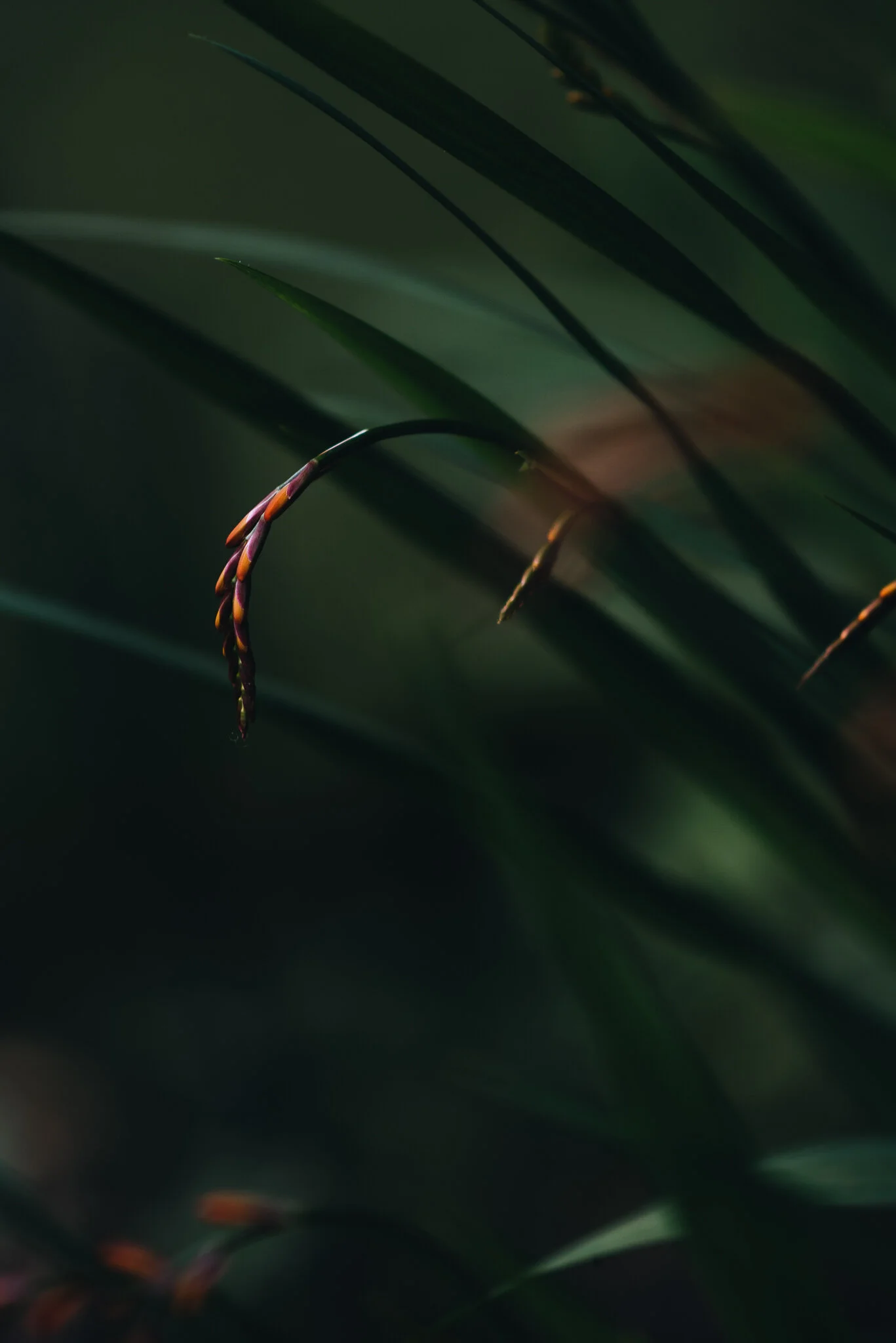 eloise layla nurse garden photographer-6-3.jpg