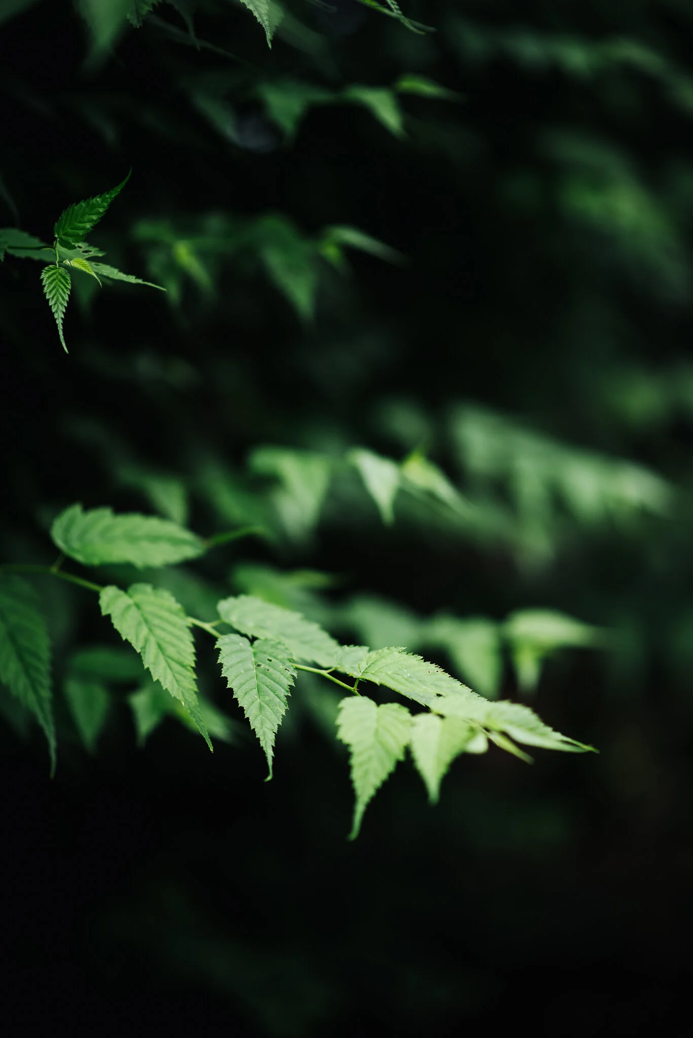 ella nurse garden-2.jpg