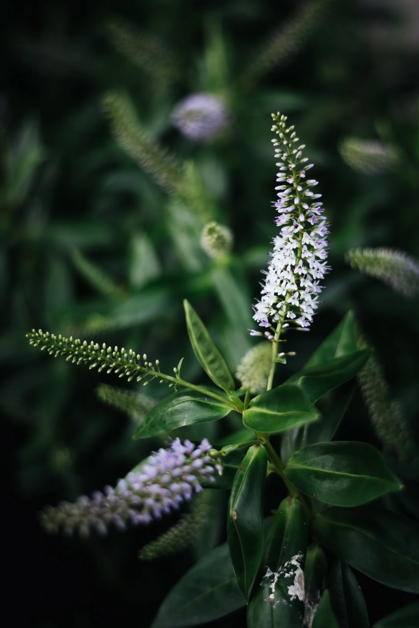 ella nurse garden-1.jpg