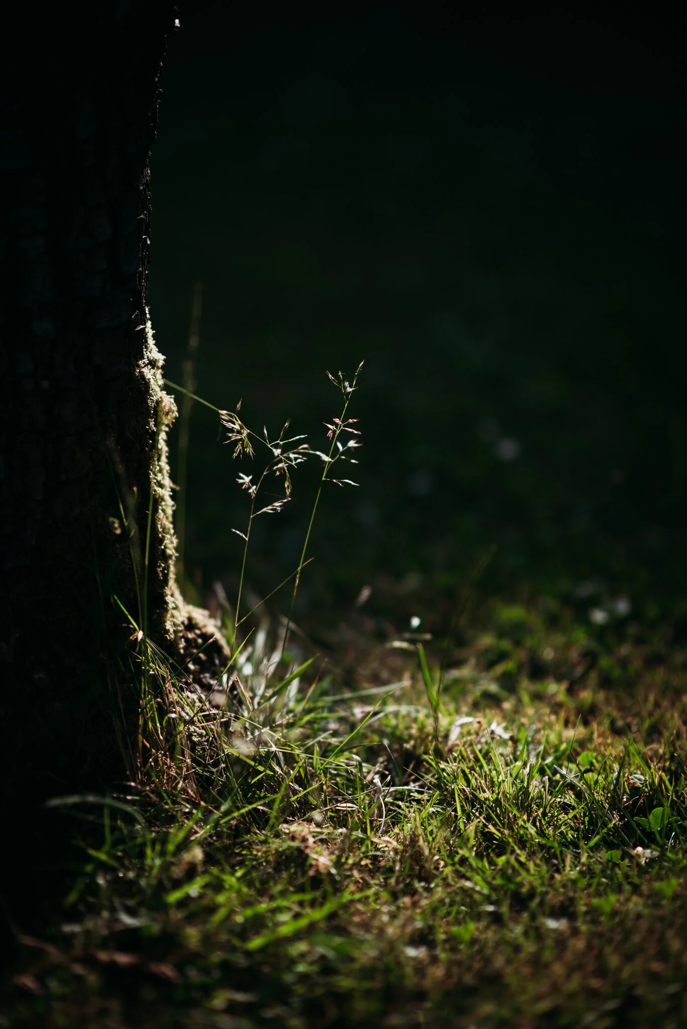 eloise layla nurse garden photographer-1-3.jpg