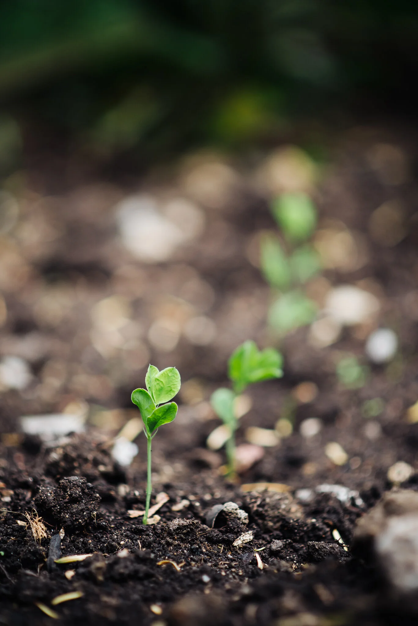 ella nurse sweet pea shoots-1.jpg