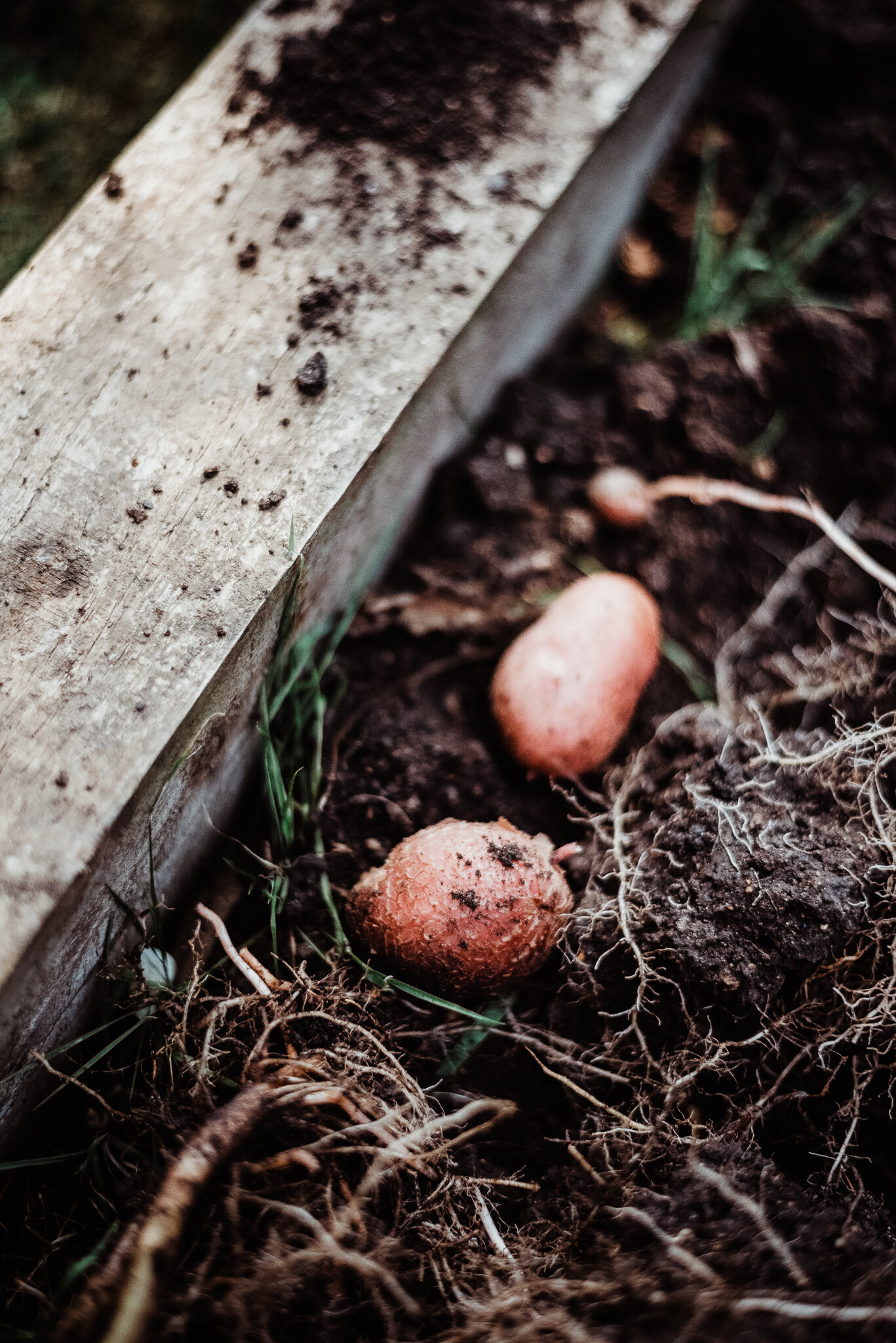 eloise layla nurse garden photographer-2-2.jpg