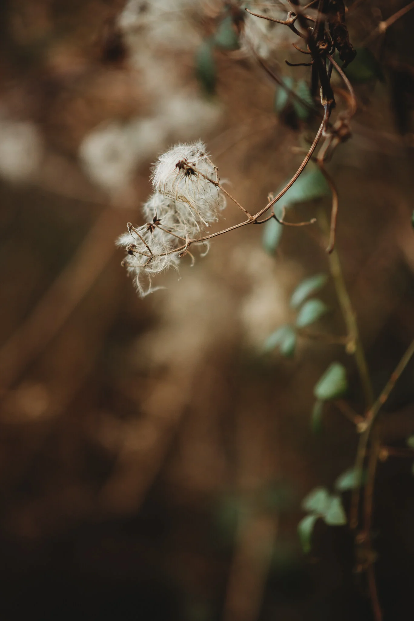 eloise layla nurse garden photographer-6.jpg