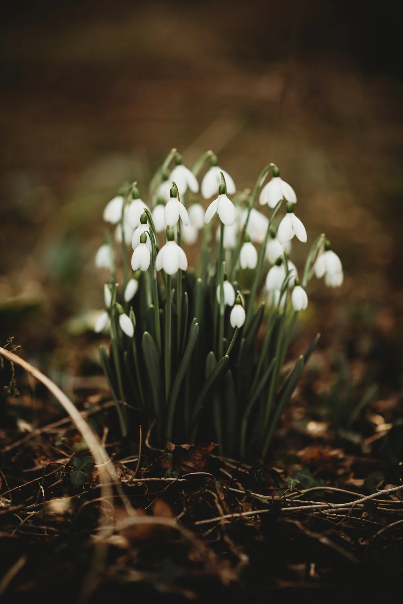eloise layla nurse garden photographer-4.jpg