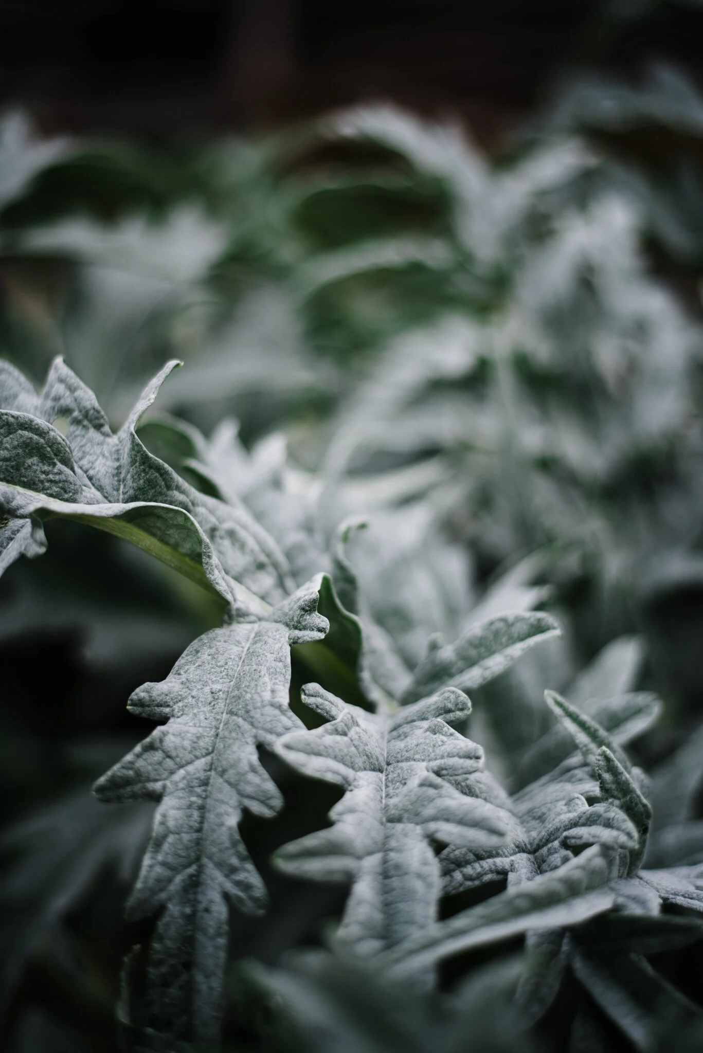 ella nurse food photographer allotment-21.jpg