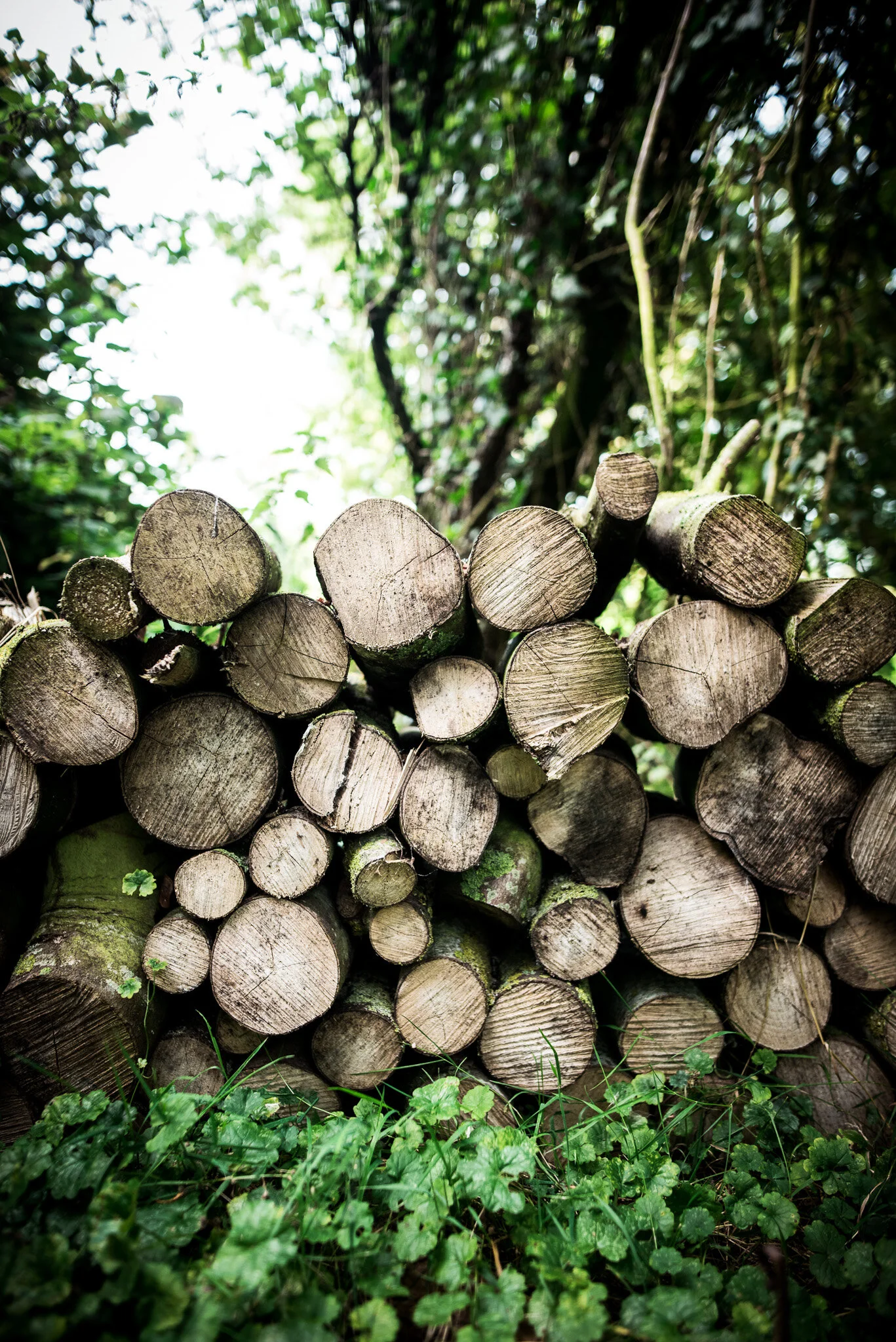 ella nurse lifestyle photographer autumn-1.jpg