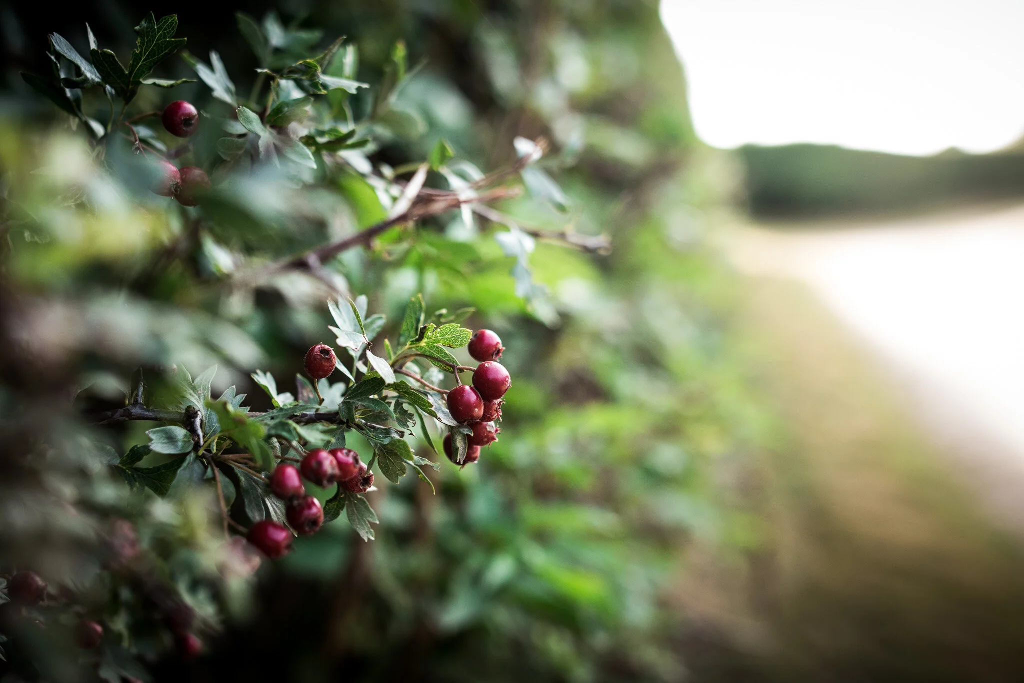 ella nurse lifestyle photographer autumn-3.jpg