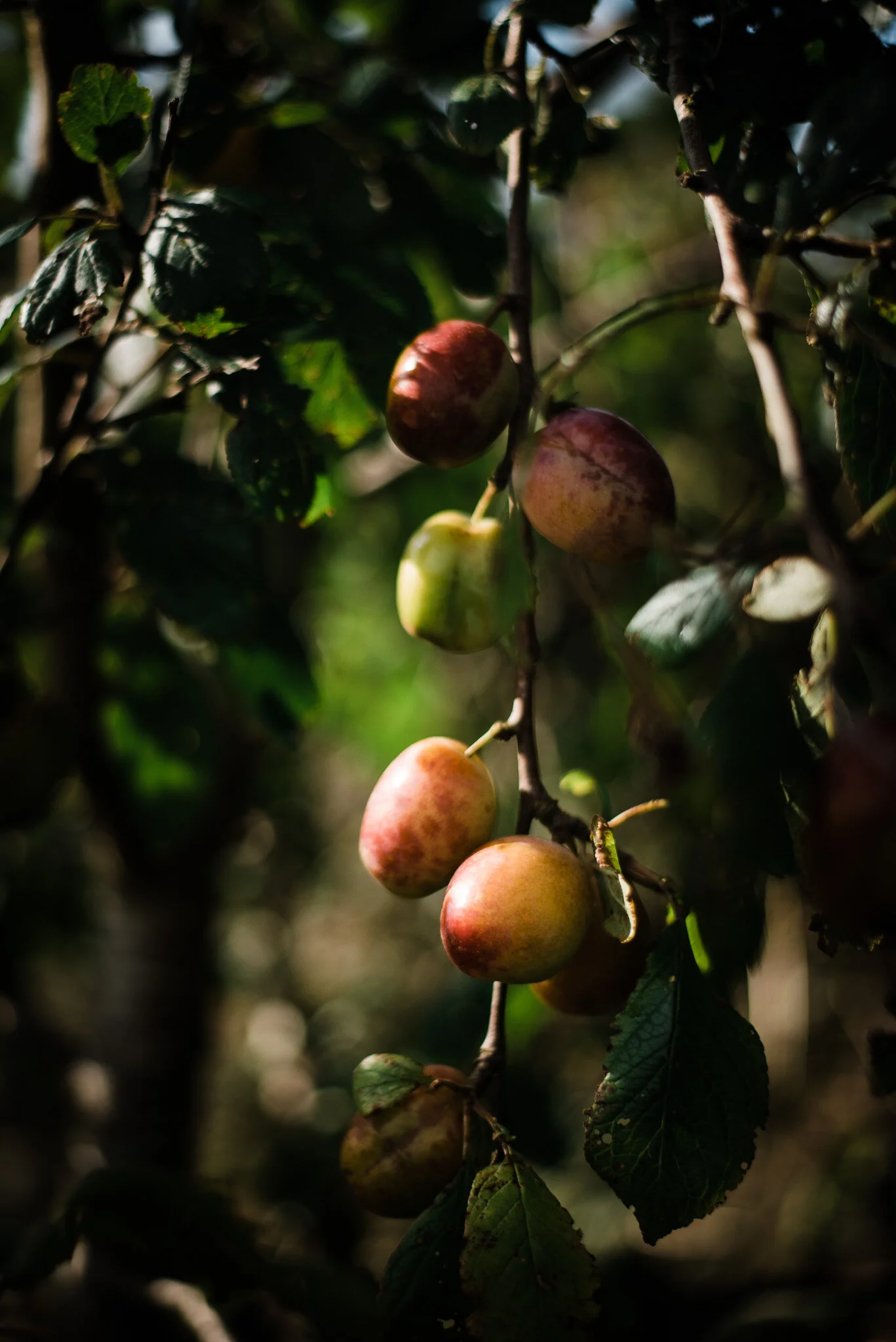 ella nurse lifestyle photographer cornwall-29.jpg