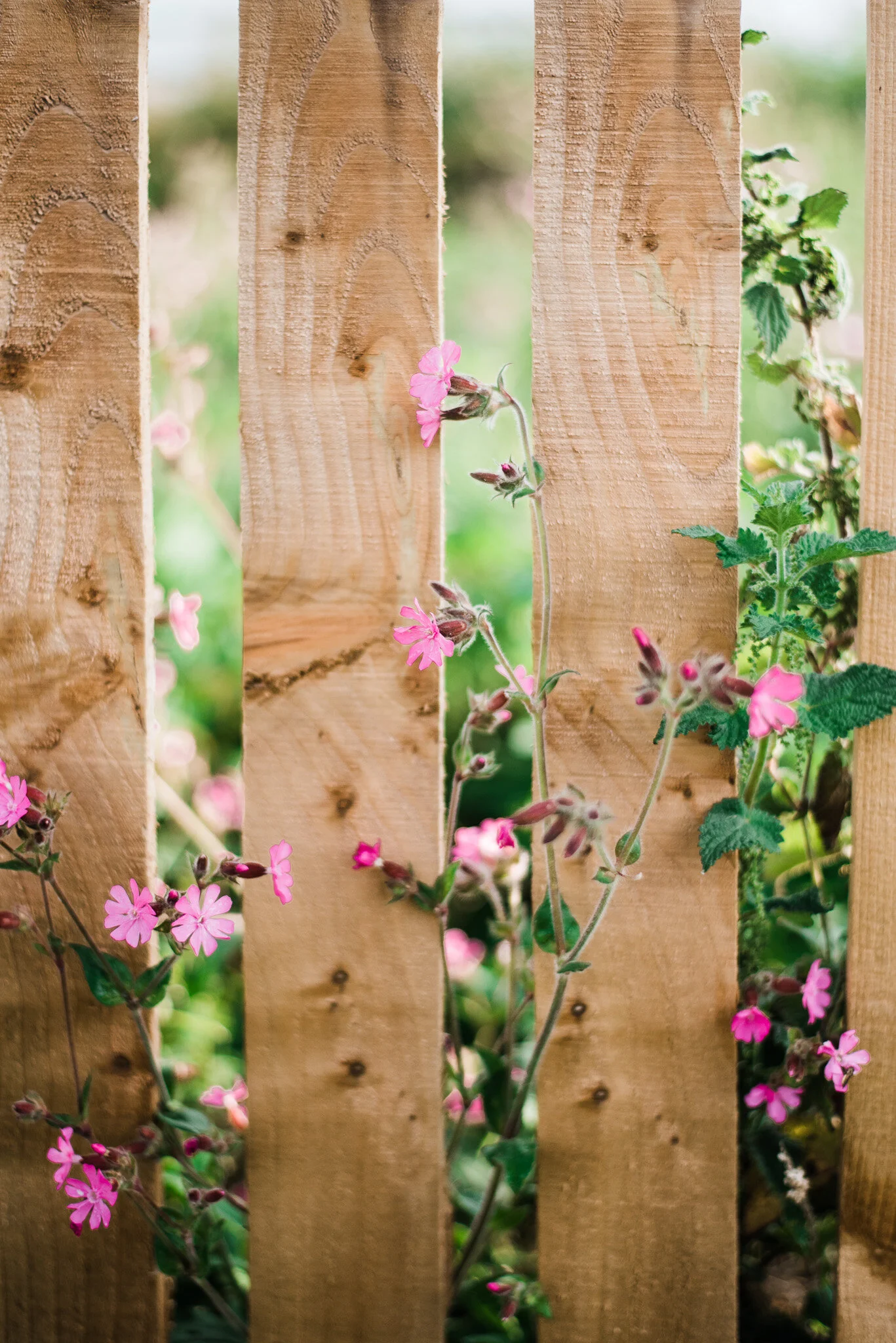 ella nurse lifestyle photographer cornwall-25.jpg