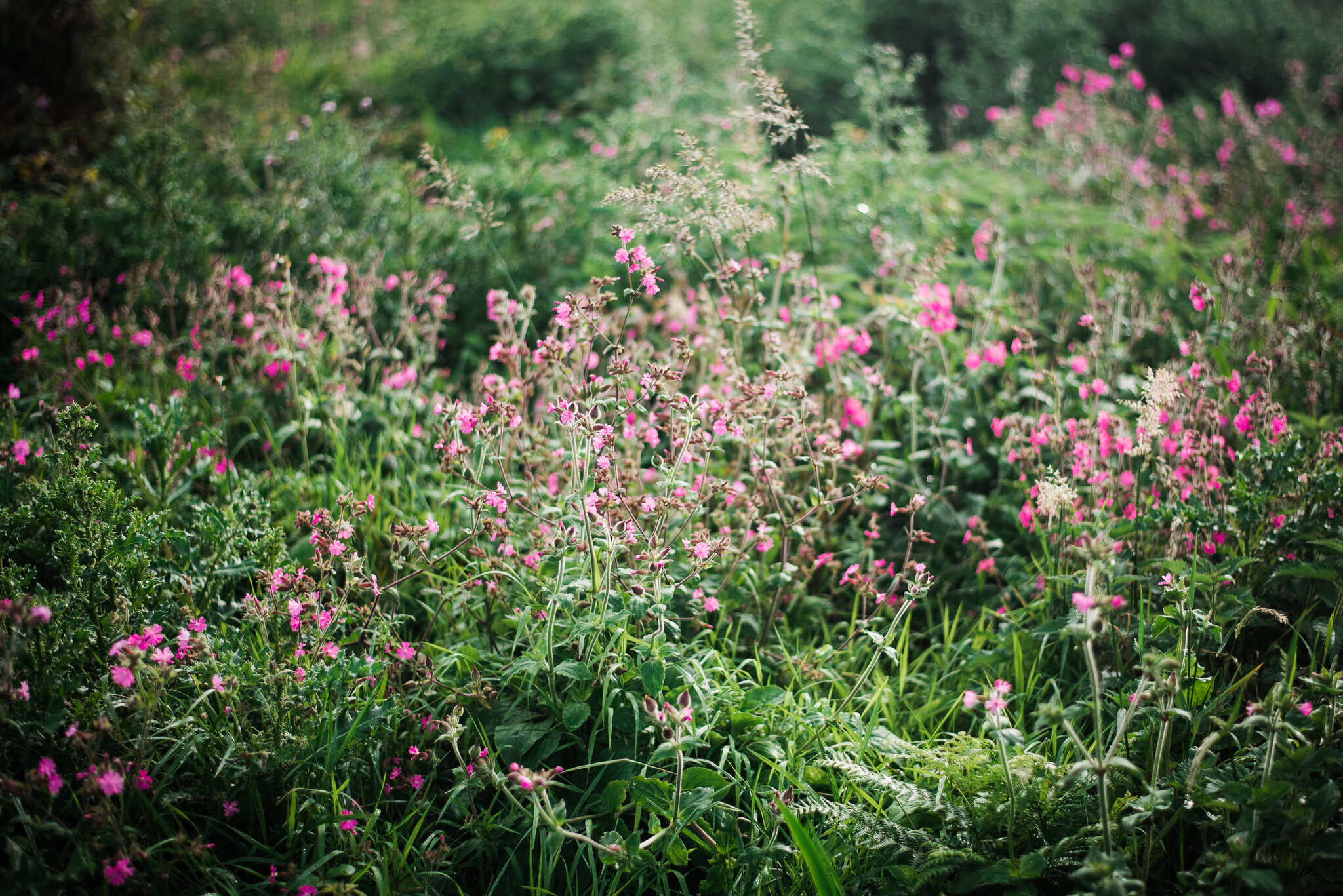 ella nurse lifestyle photographer cornwall-26.jpg