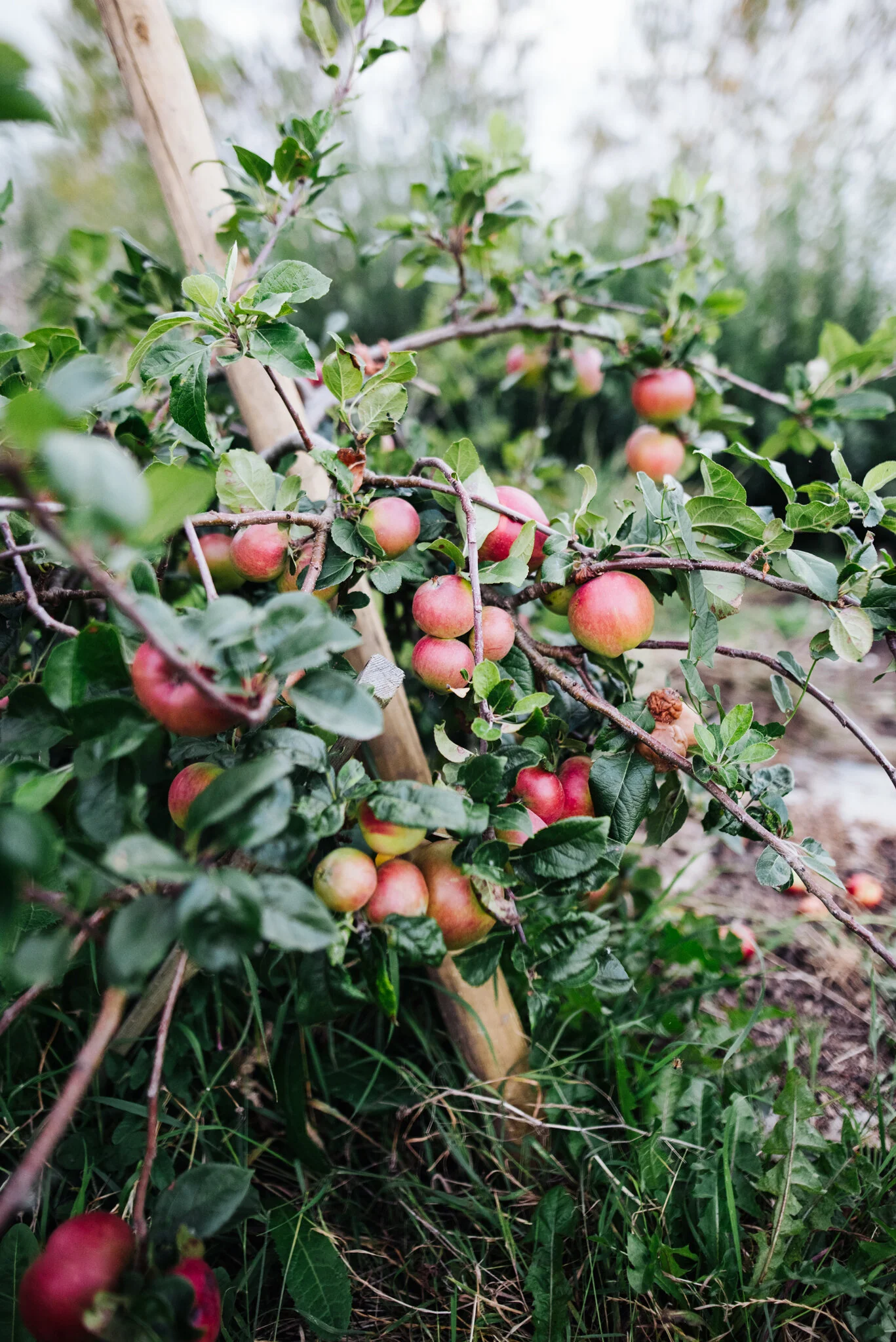 August allotment-2.jpg