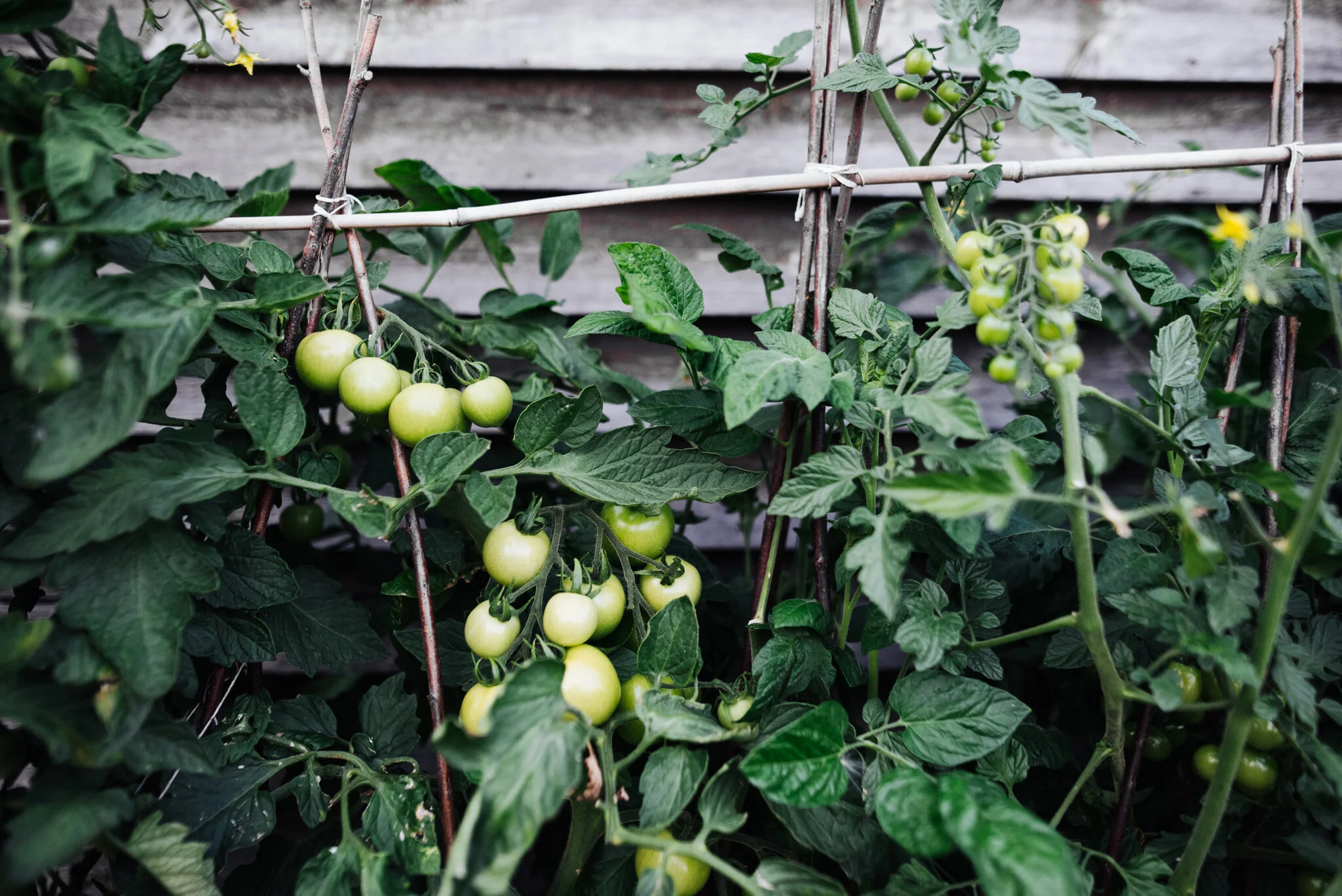 August allotment-1.jpg