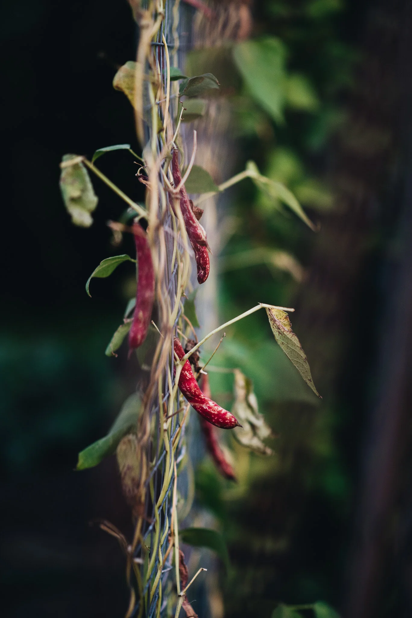 sept allotment-6.jpg
