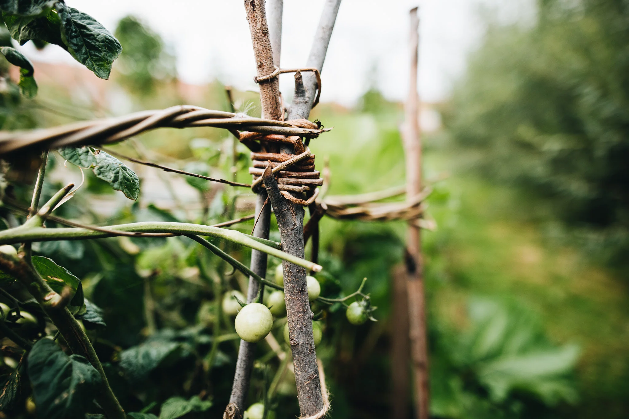 sept allotment-14.jpg