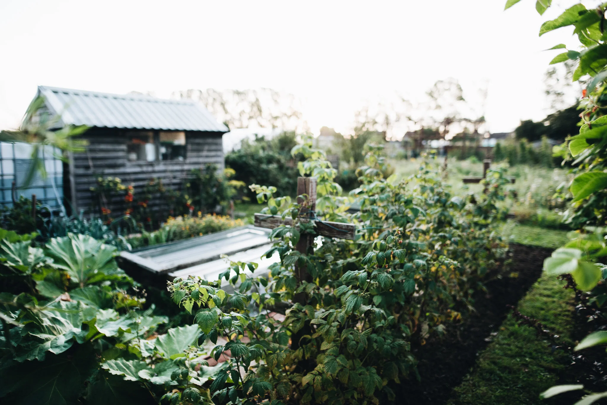 sept allotment-8.jpg