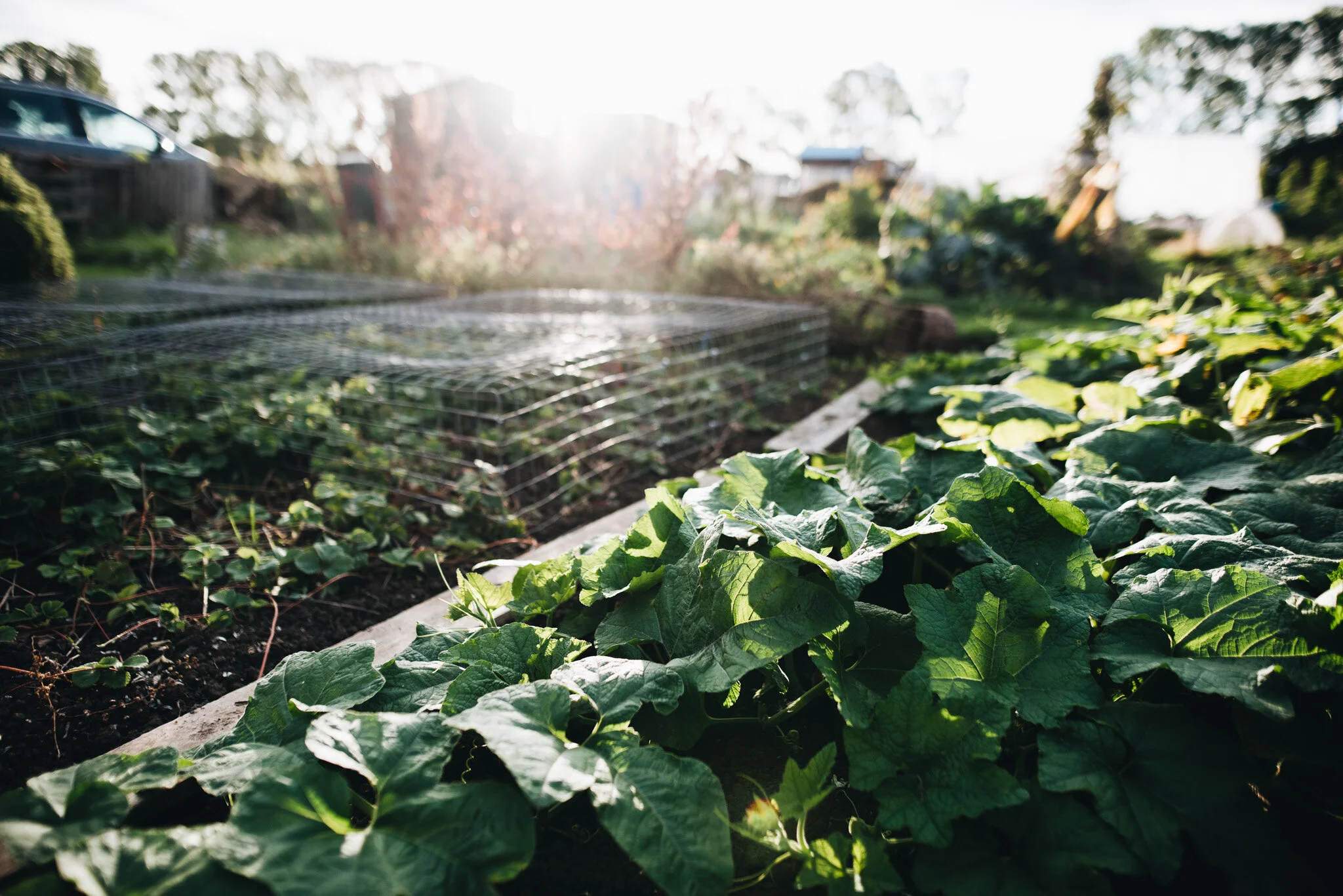 sept allotment-11.jpg