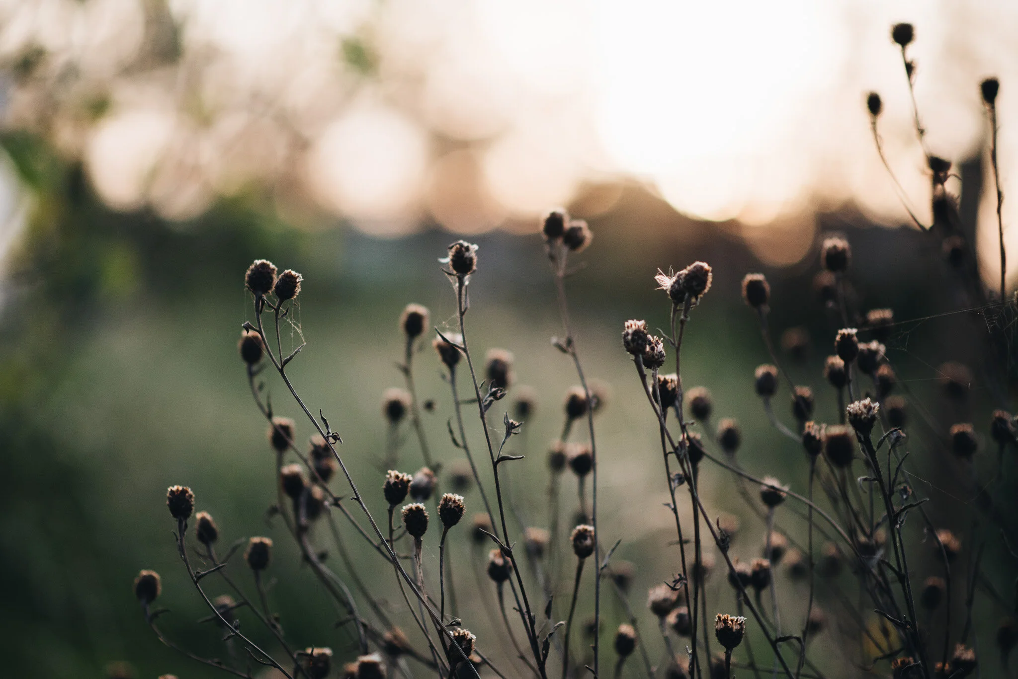 sept allotment-5.jpg