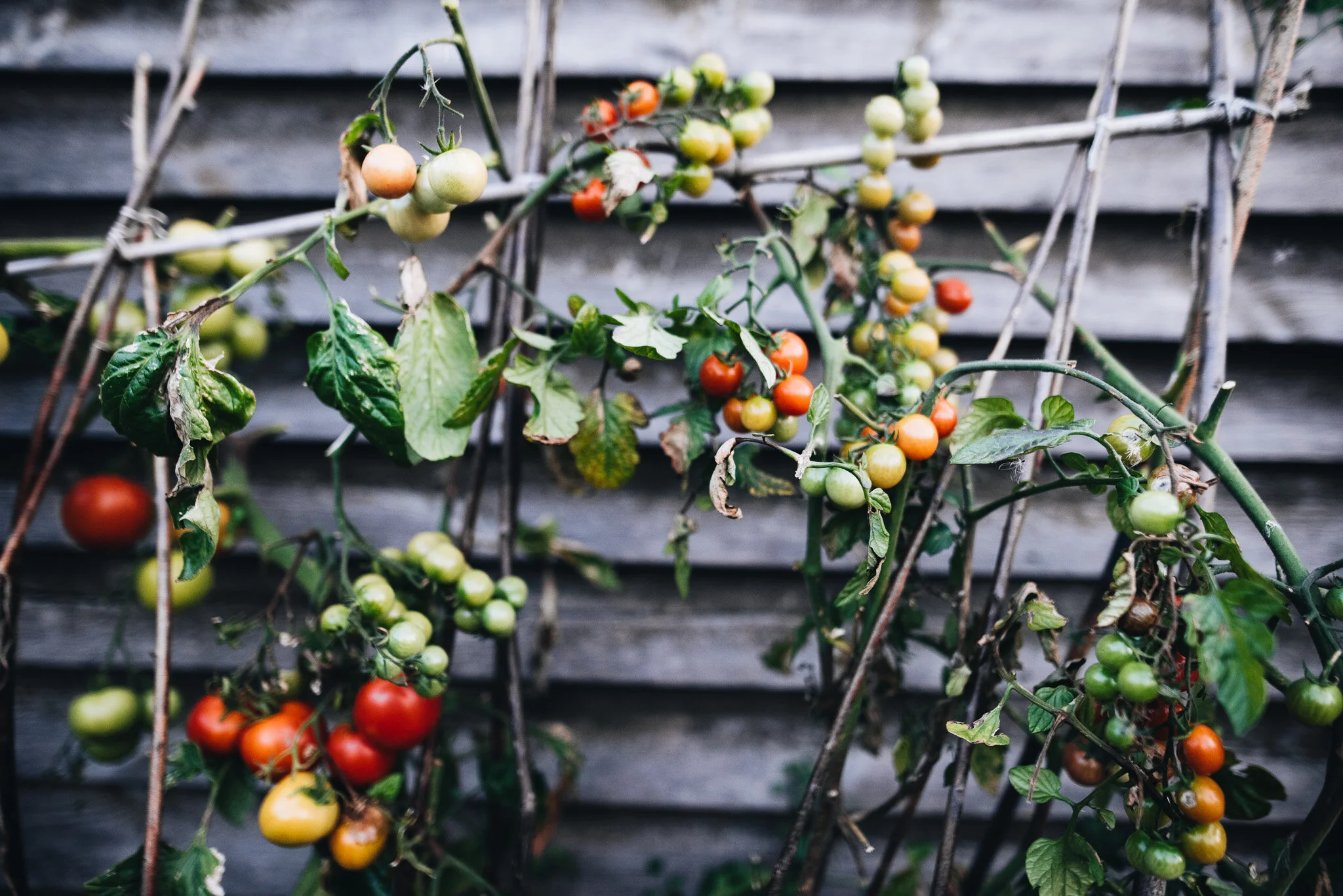 sept allotment-1-2.jpg