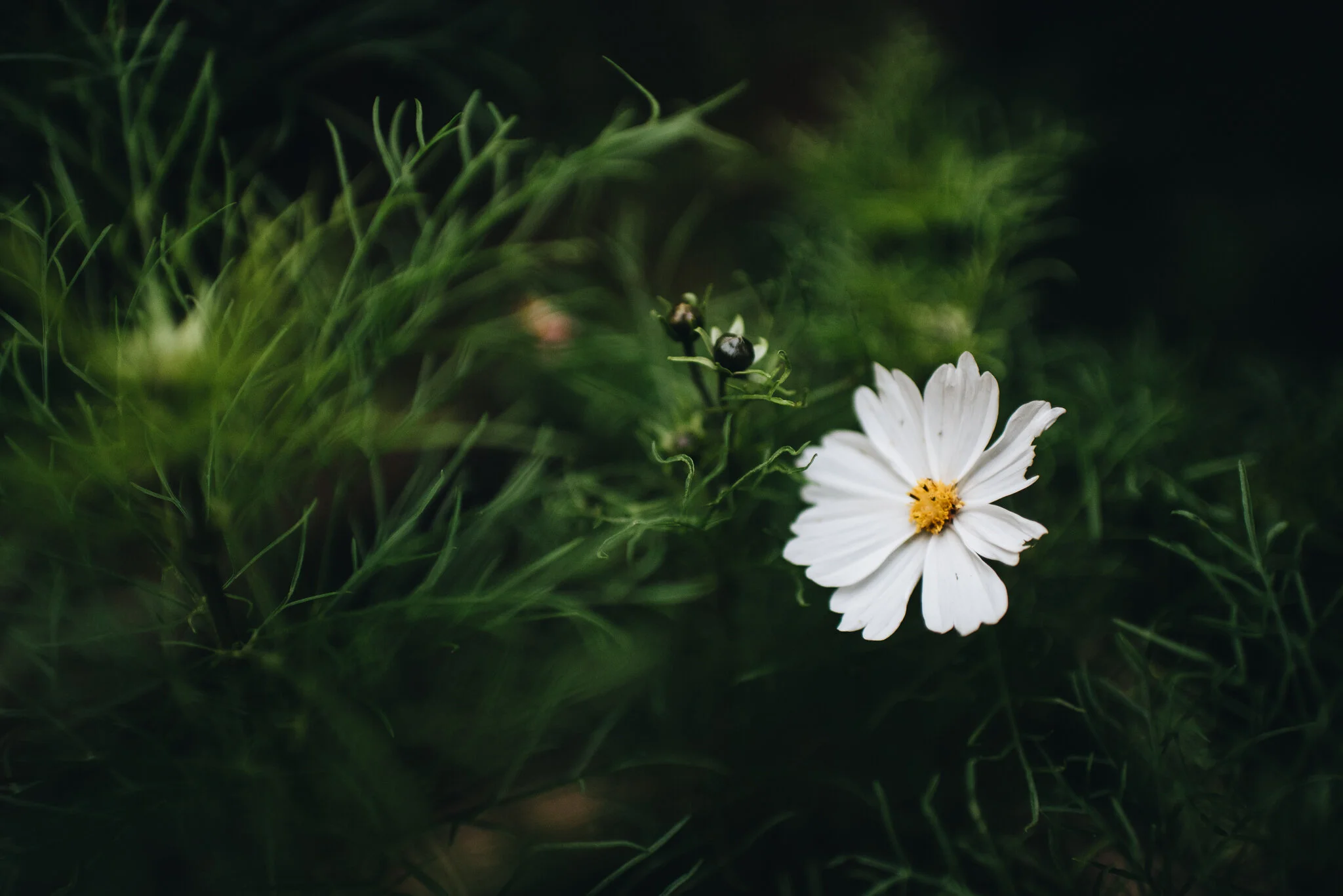 eloise layla nurse flower photographer-1.jpg