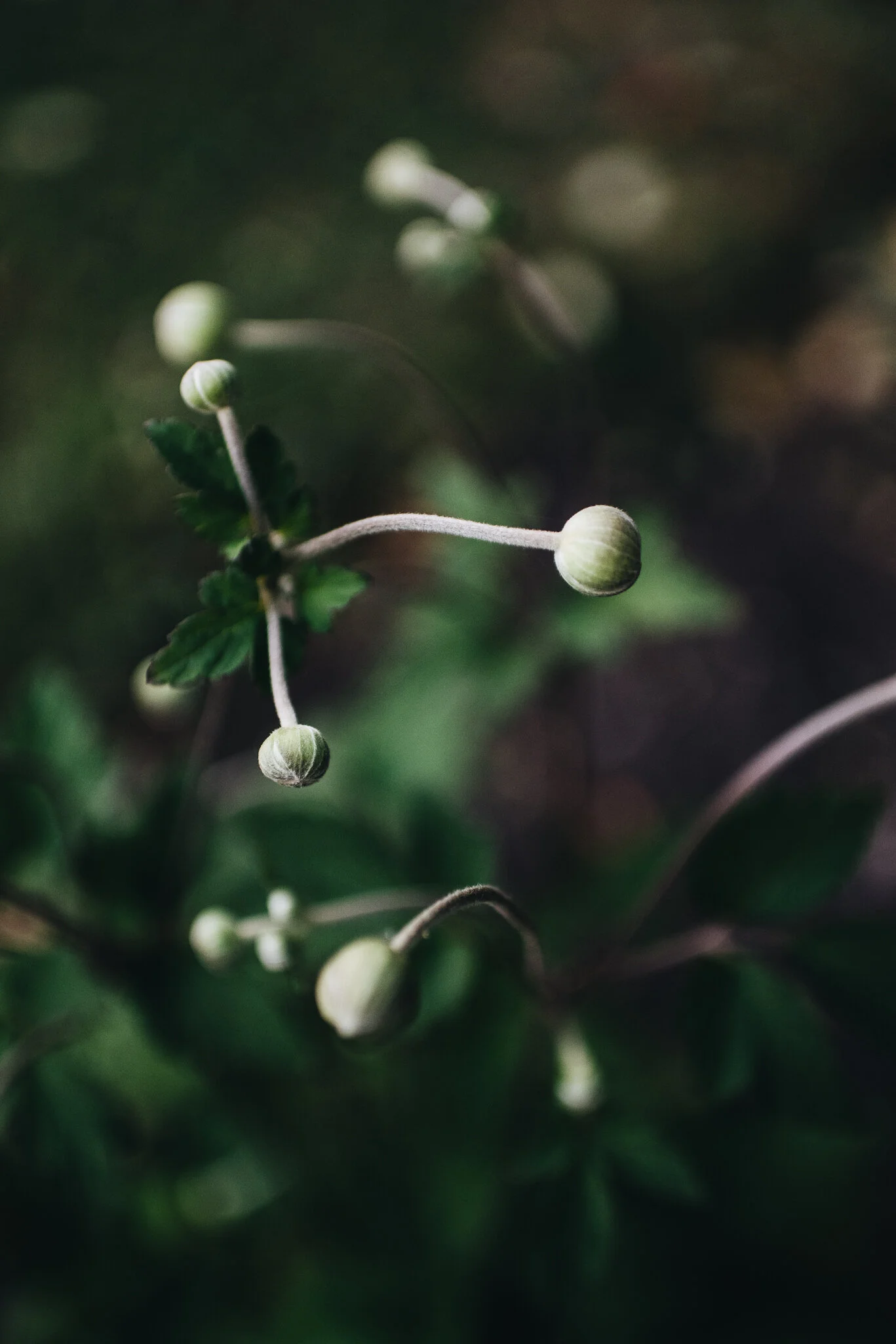 eloise layla nurse flower photographer-1-3.jpg