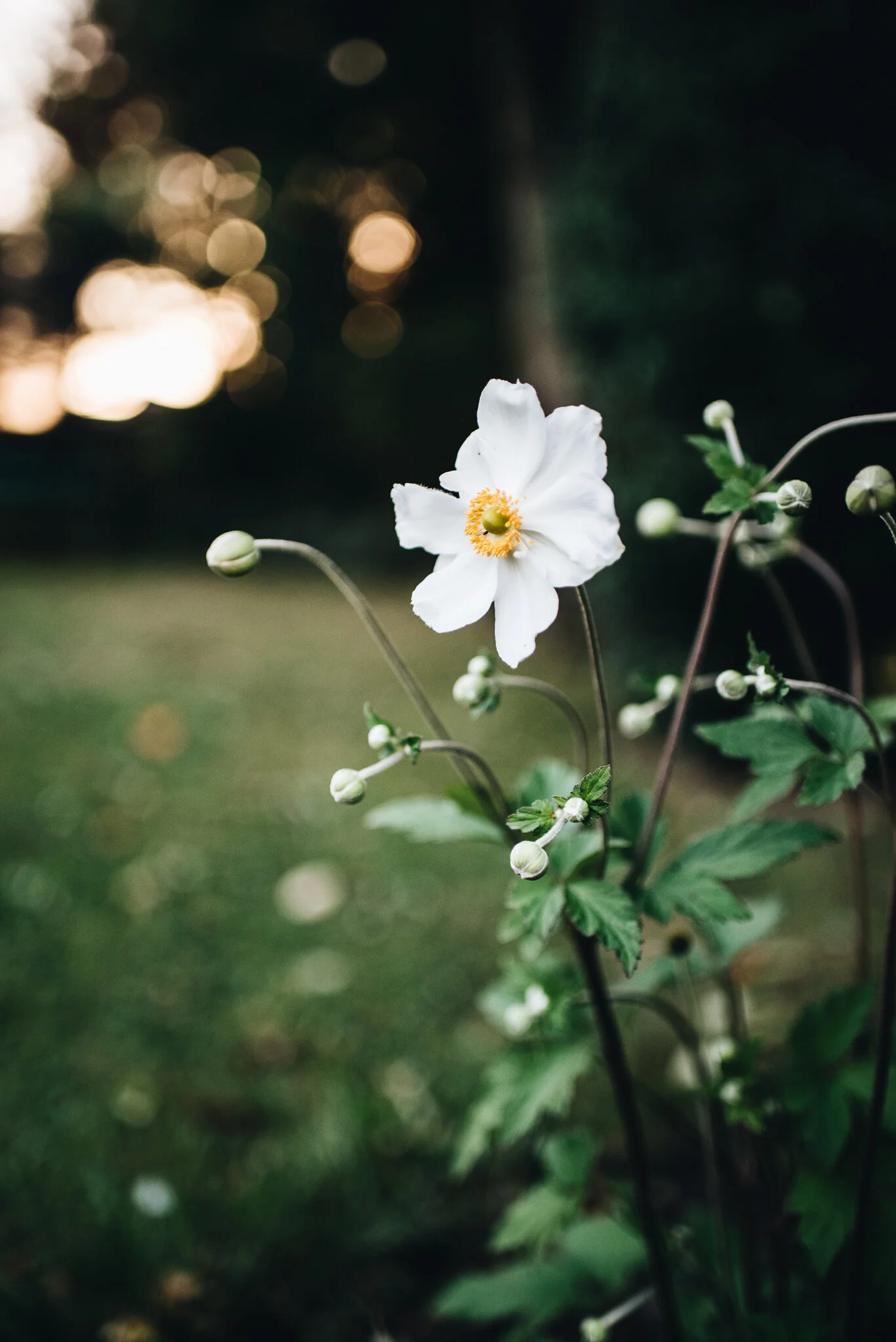 eloise layla nurse flower photographer-1-2.jpg