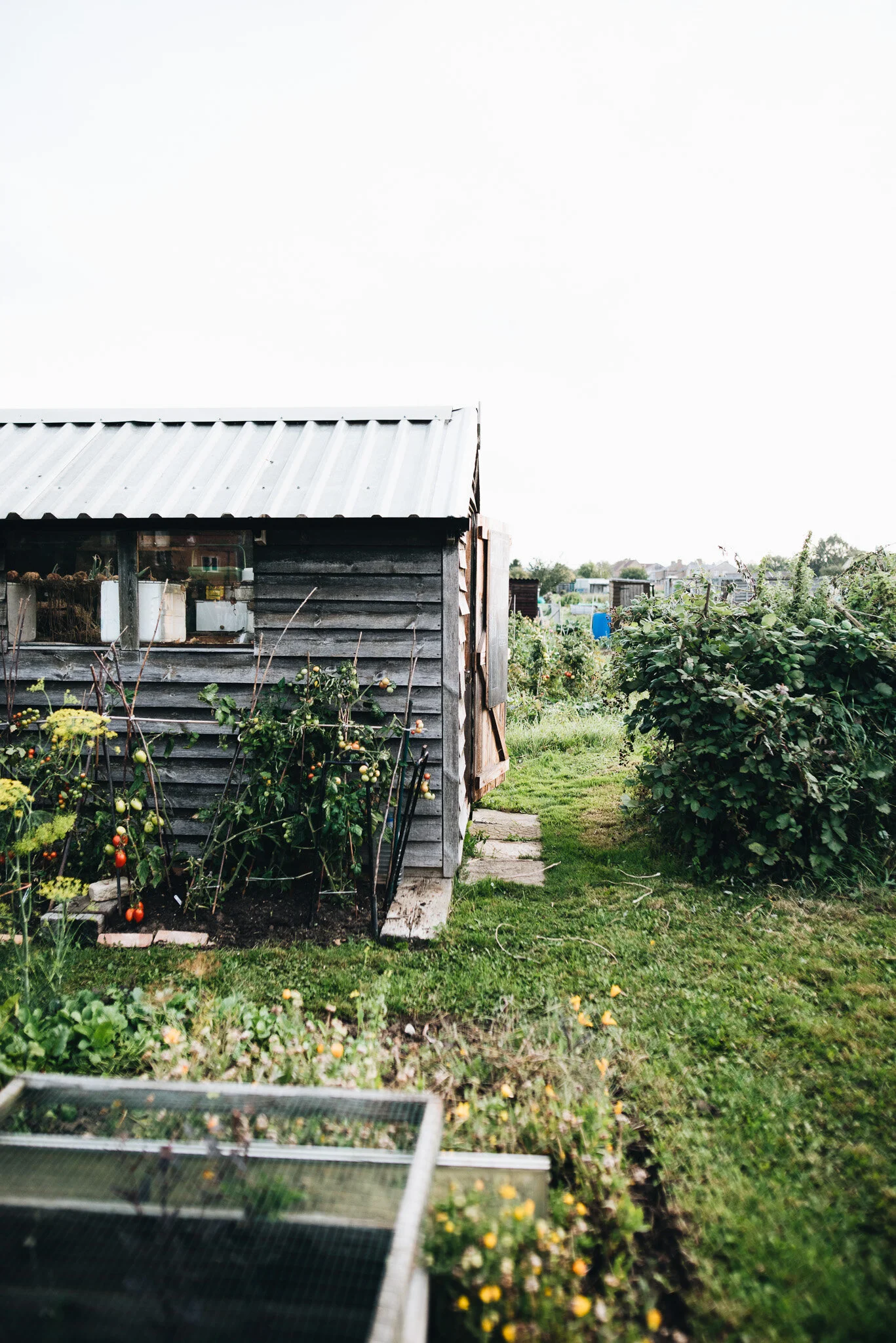sept allotment-9.jpg