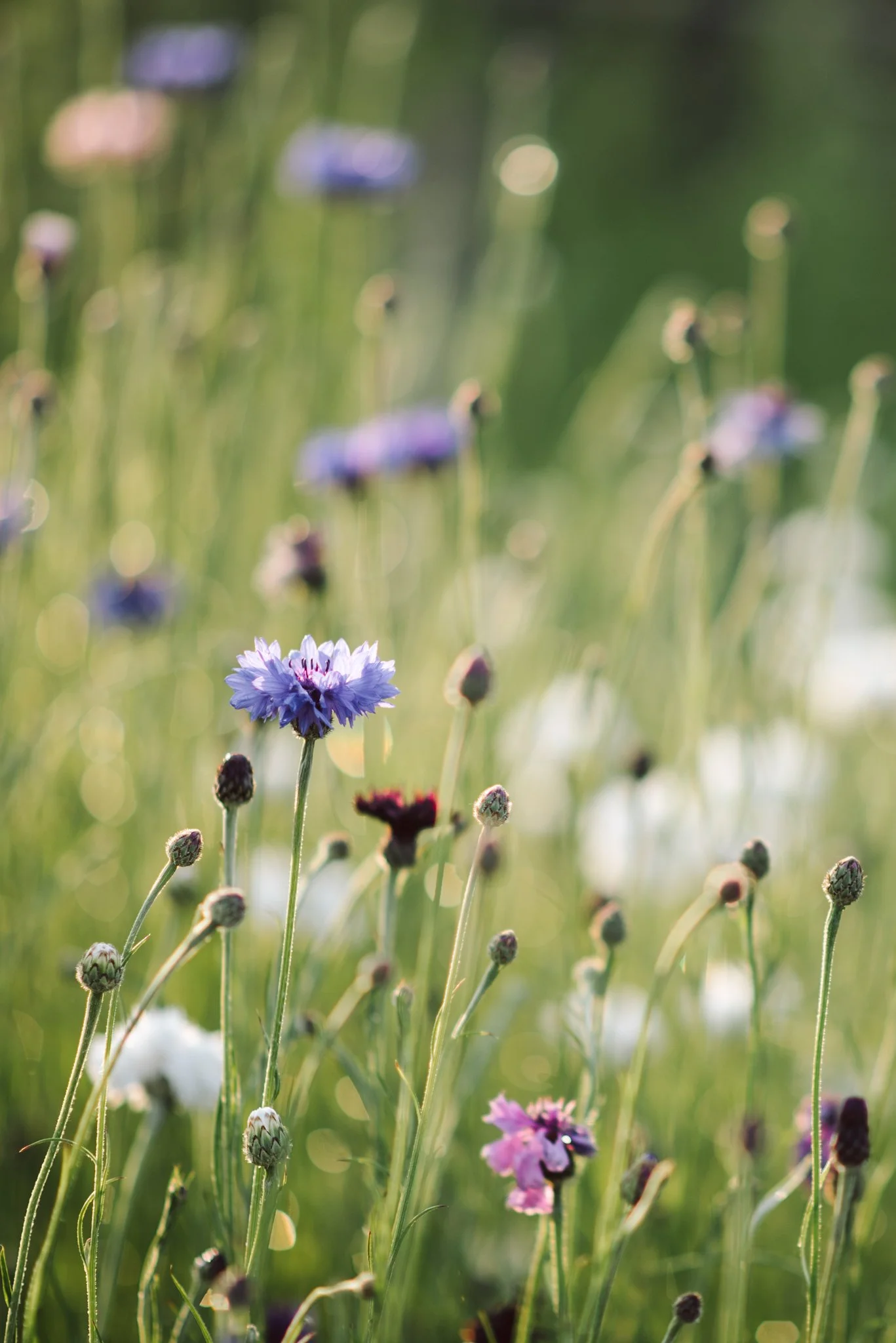 Eloise Nurse WEB RES-15.jpg