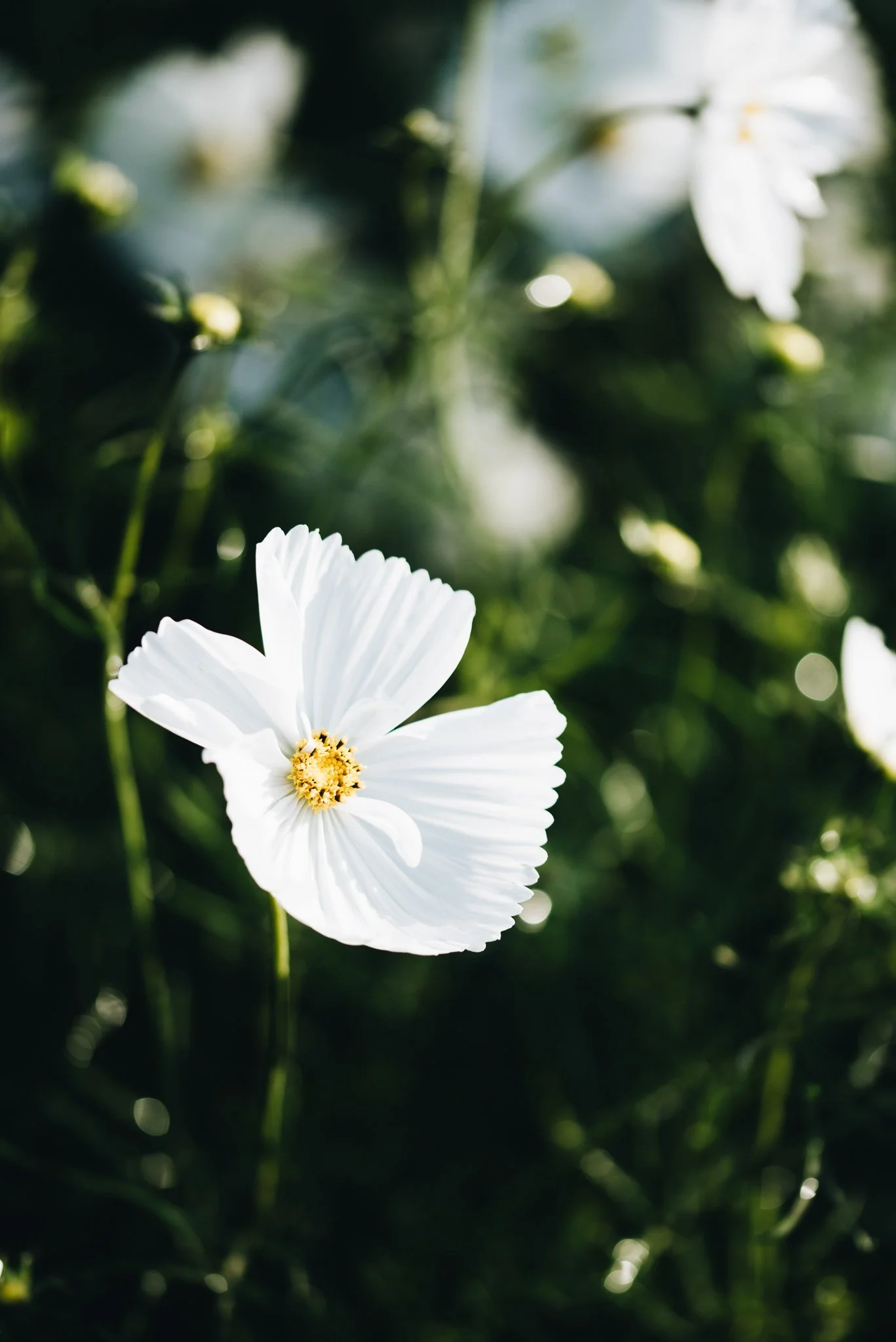 eloise layla nurse flower photography WEB RES-63.jpg