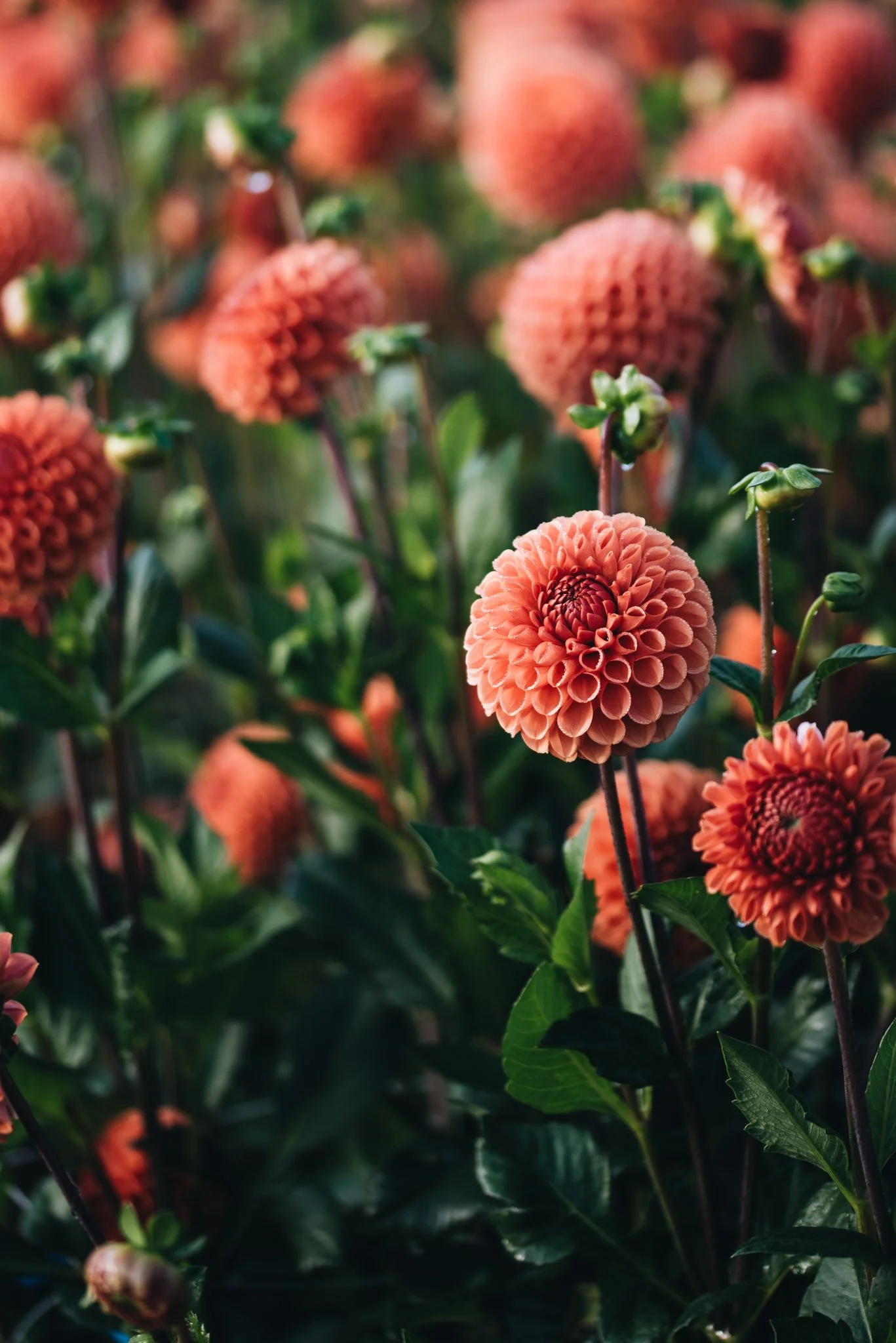 eloise layla nurse flower photography WEB RES-33.jpg