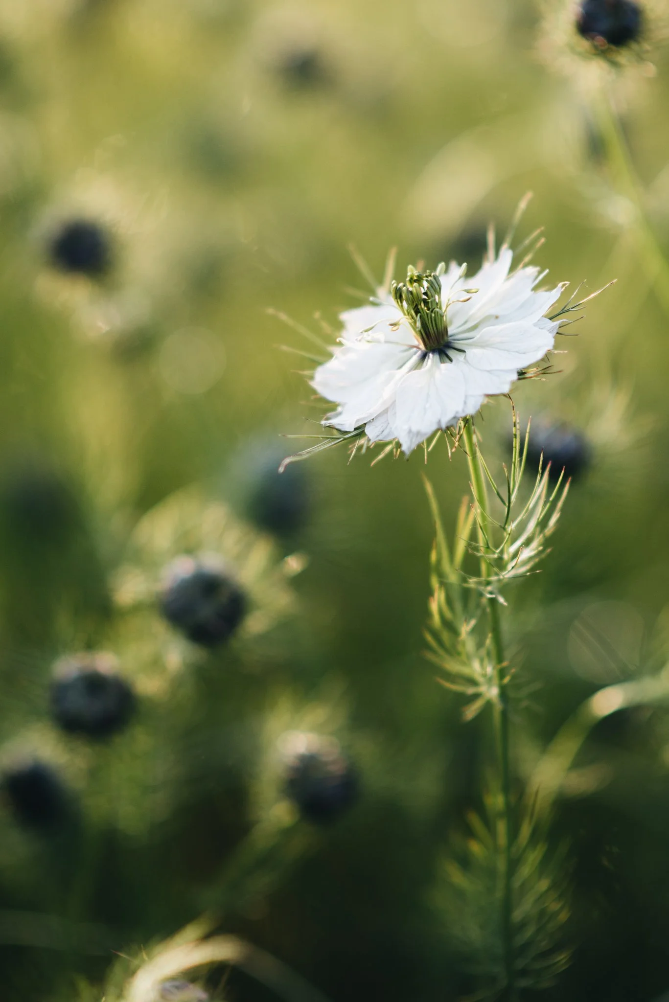 Eloise Nurse WEB RES-9-2.jpg