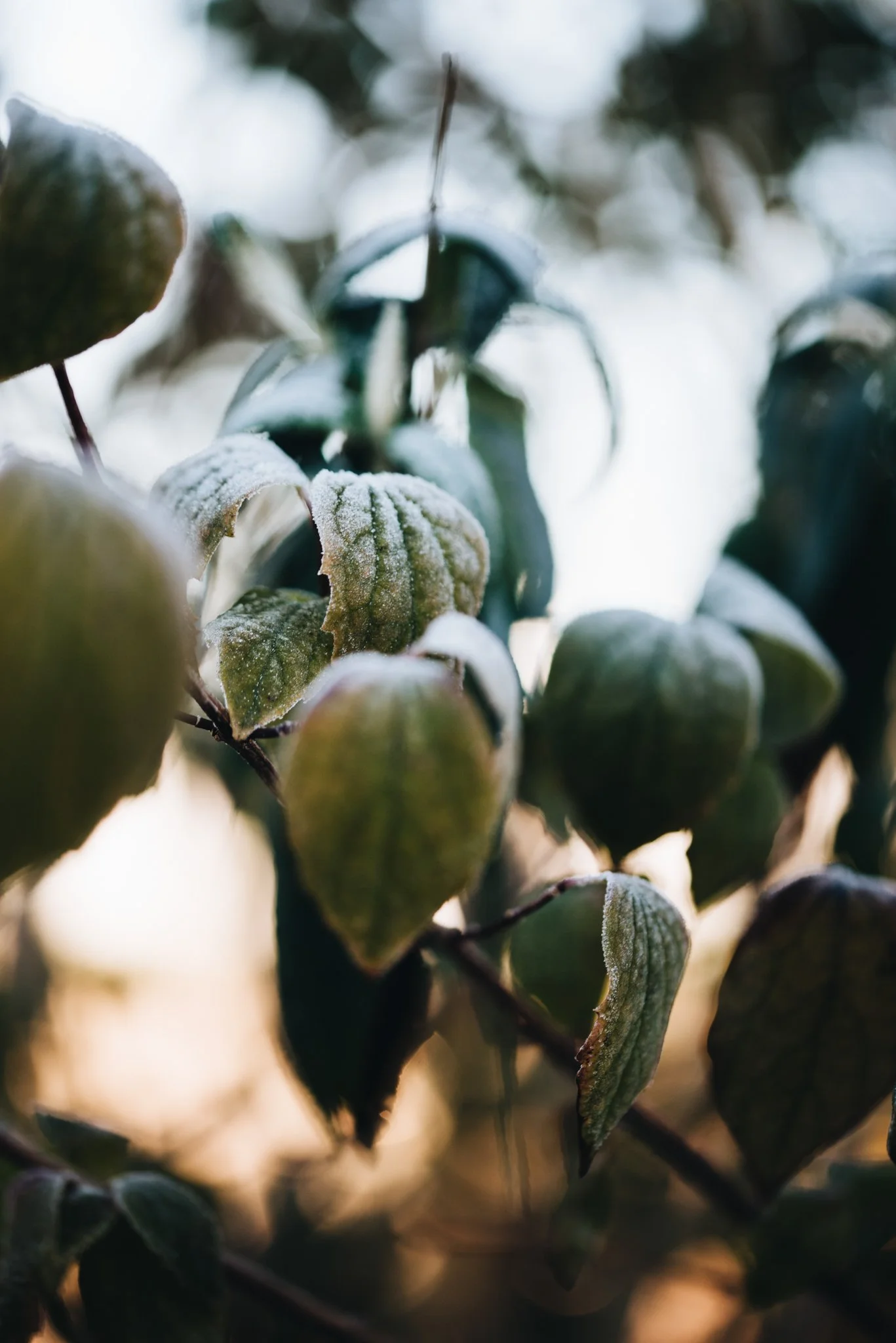 eloise layla nurse flower photography WEB RES-67.jpg