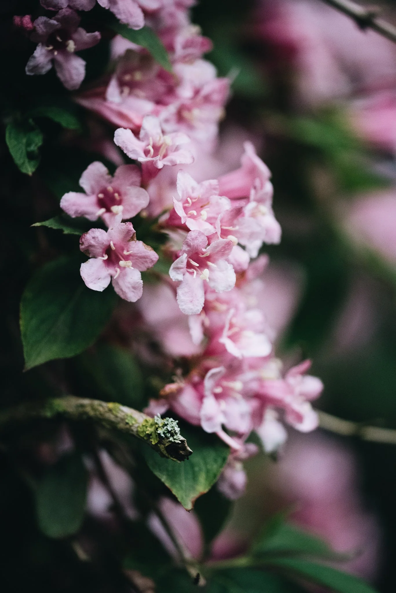 eloise layla nurse garden photographer-26.jpg