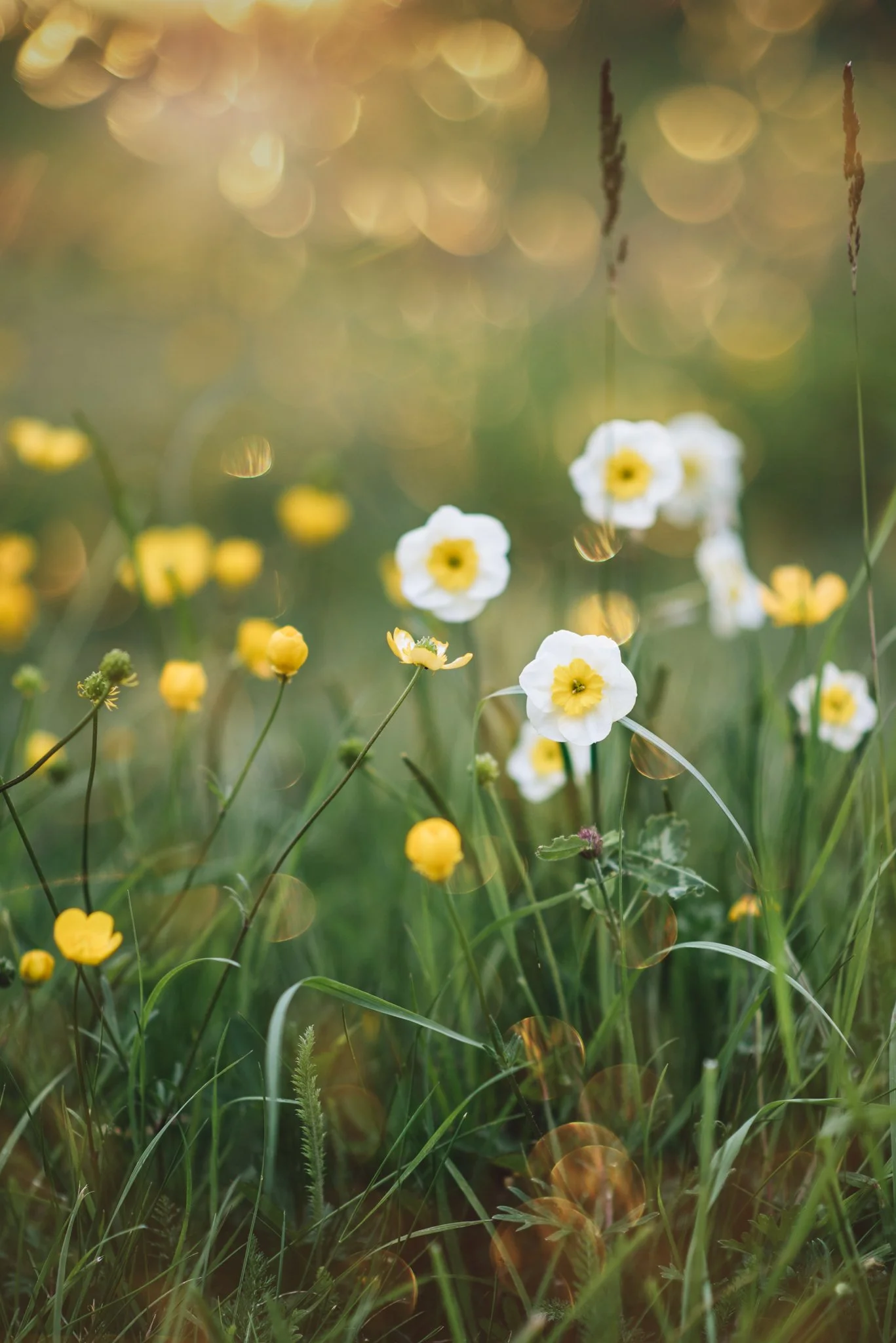 Eloise Nurse WEB RES-1-2.jpg