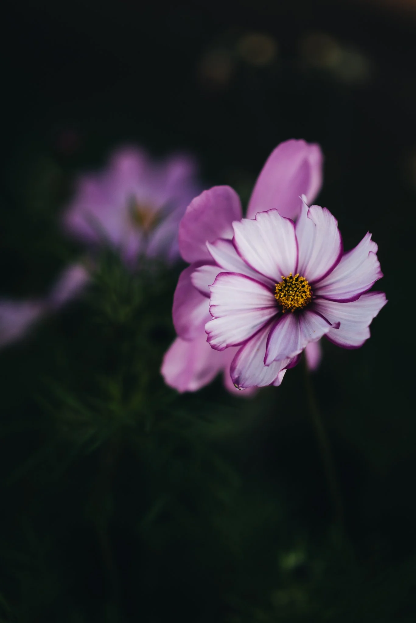 eloise layla nurse flower photography WEB RES-39.jpg