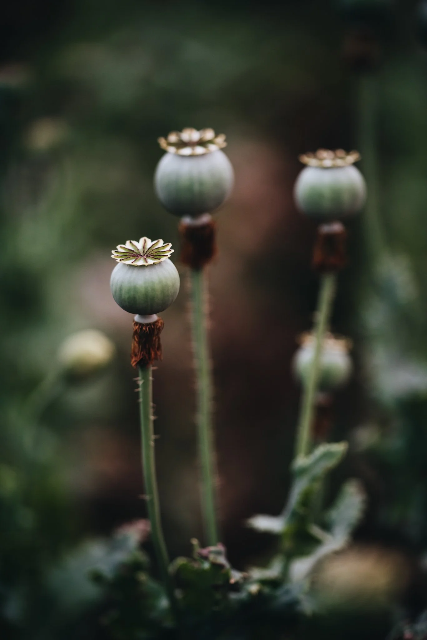 eloise layla nurse flower photography WEB RES-43.jpg