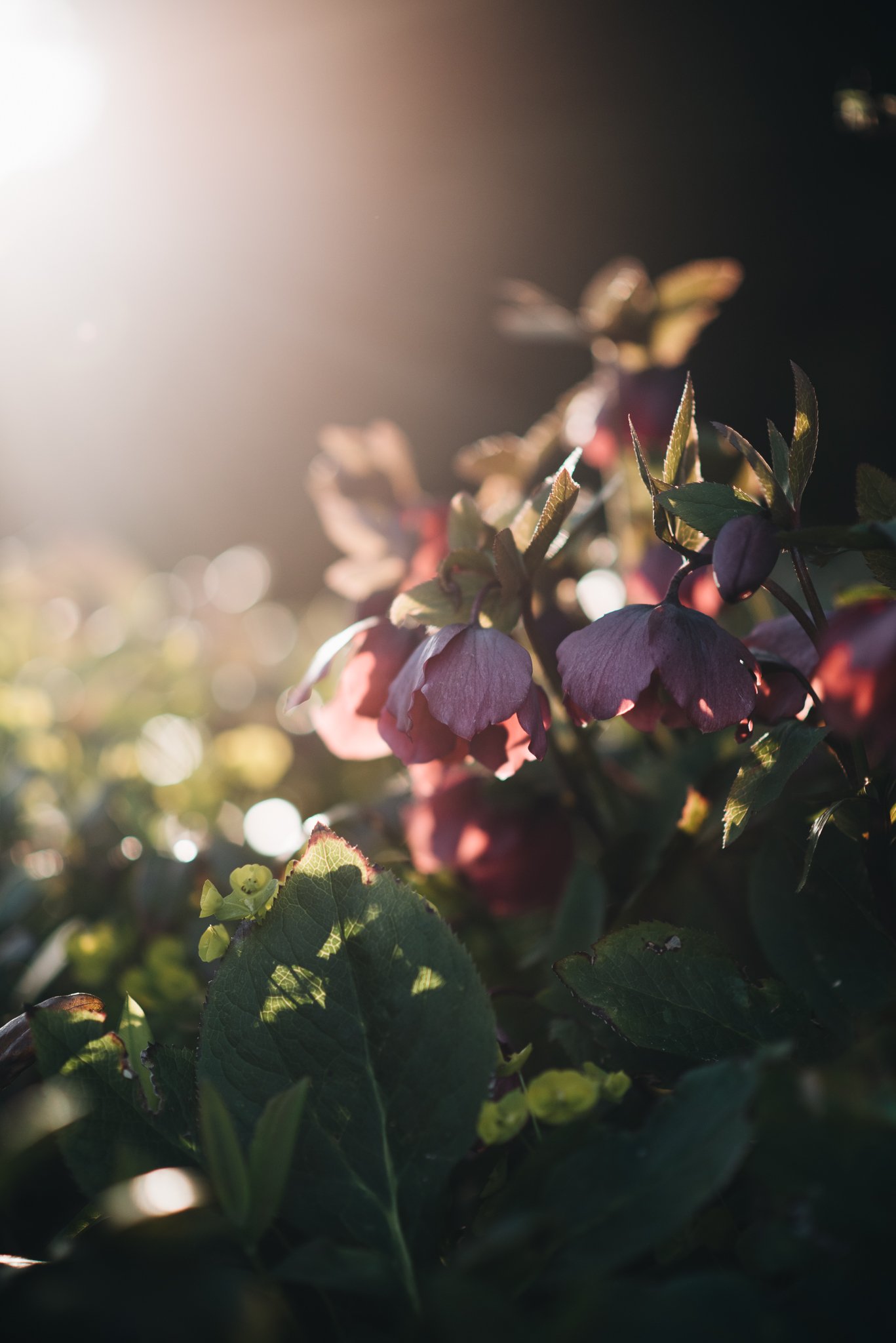 eloise layla nurse garden photographer-1.jpg