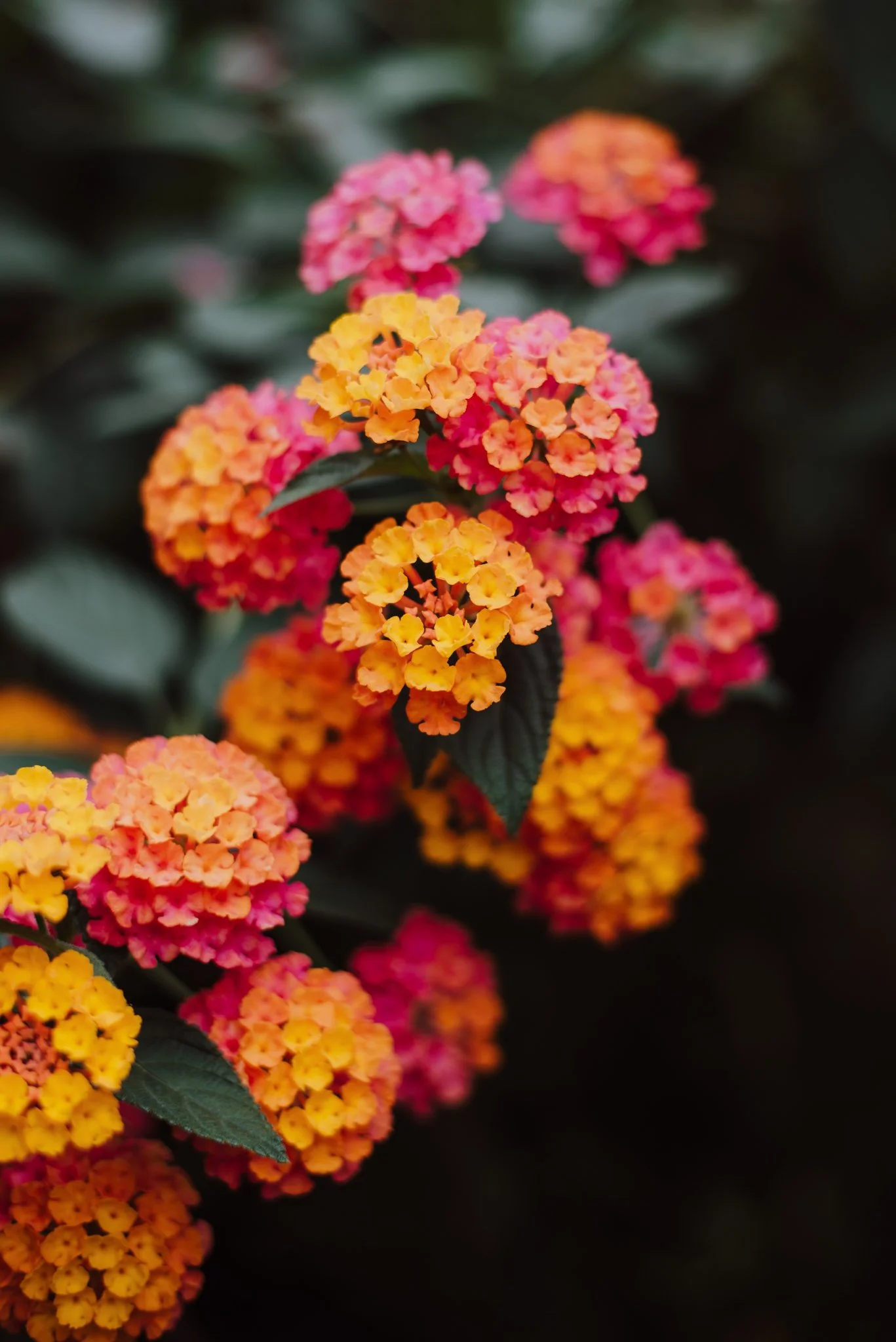 Peak District Flowers Lantana WEB RES-8.jpg