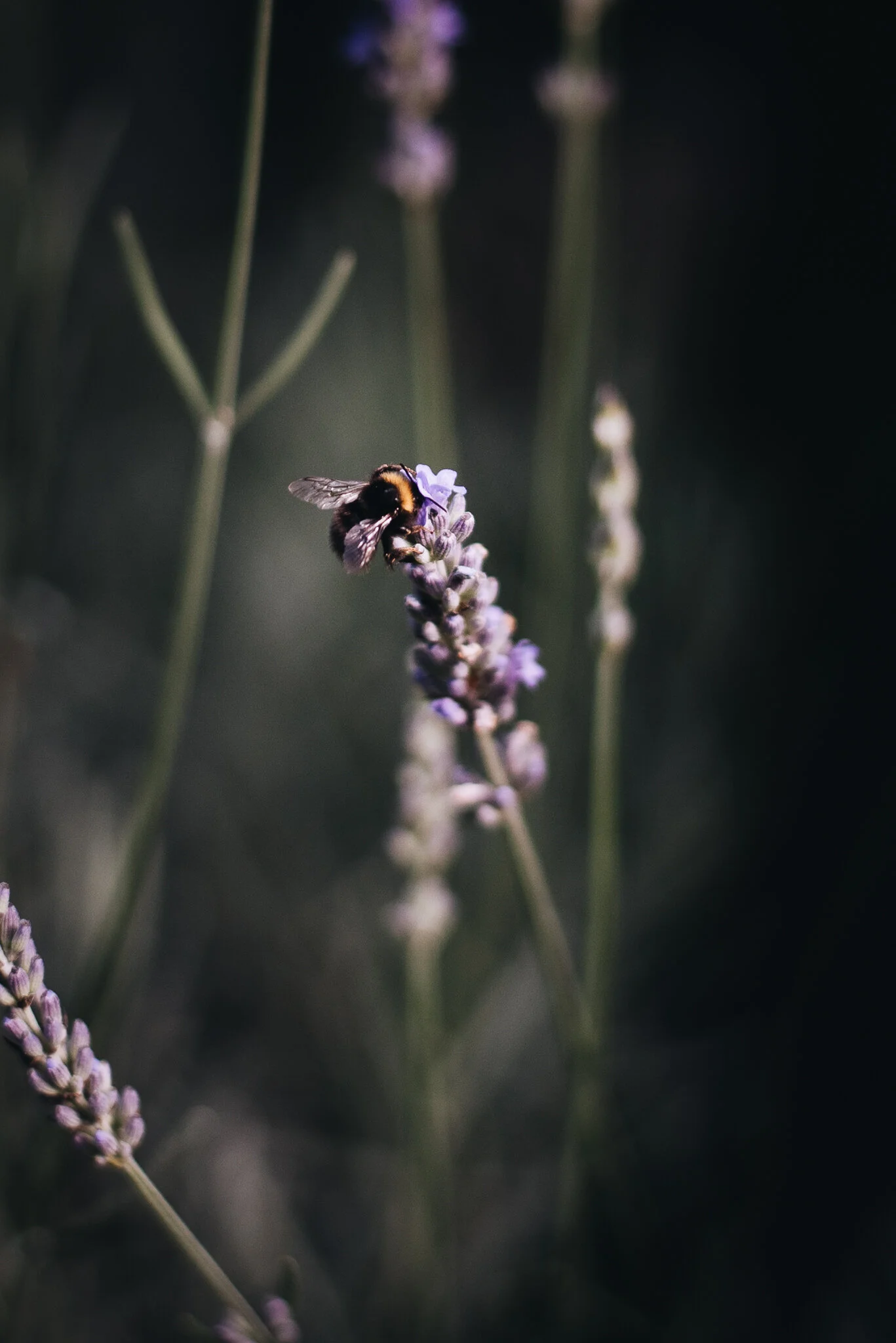 eloise layla nurse garden photographer-3-4.jpg