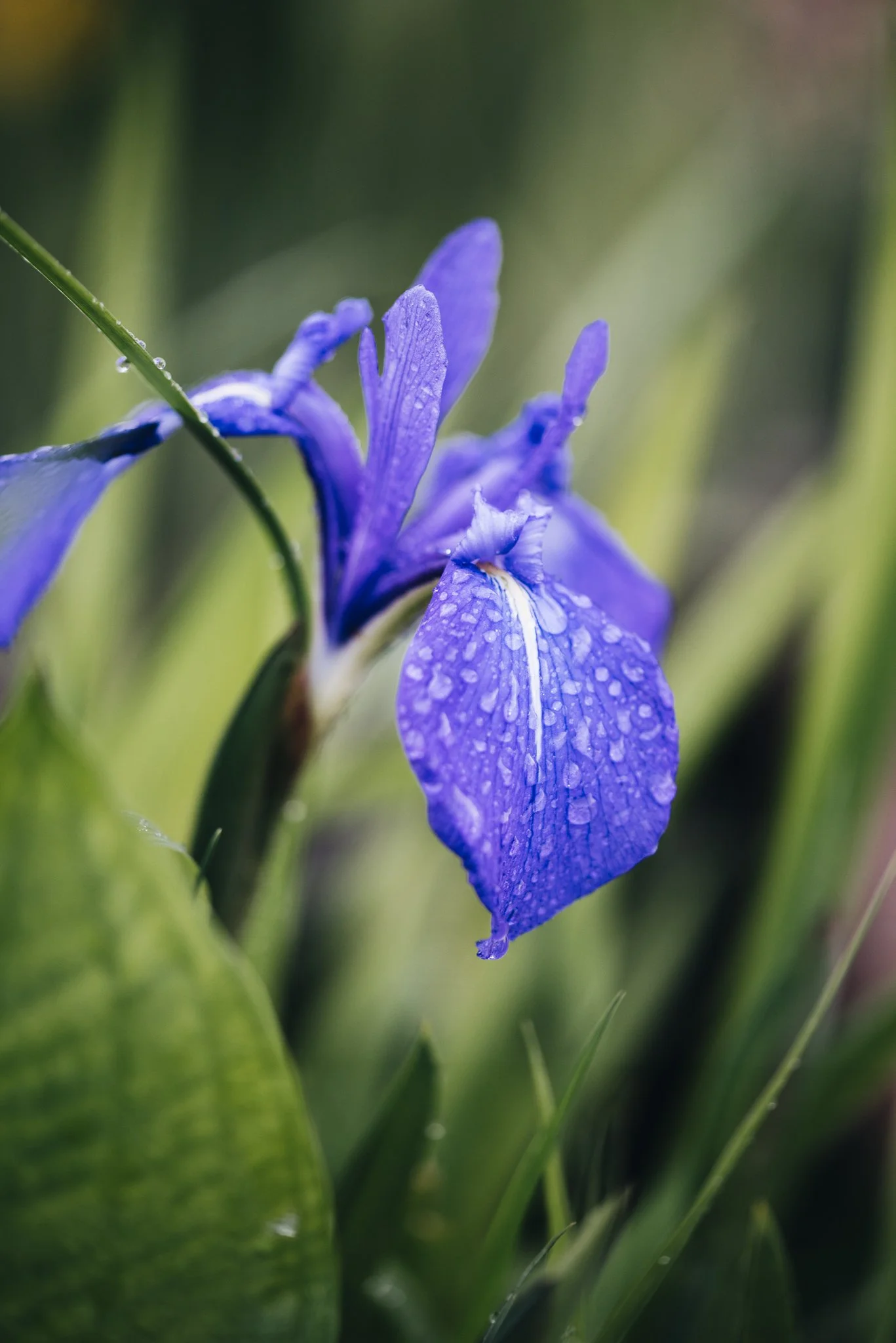 eloise layla nurse garden photographer-1-15.jpg