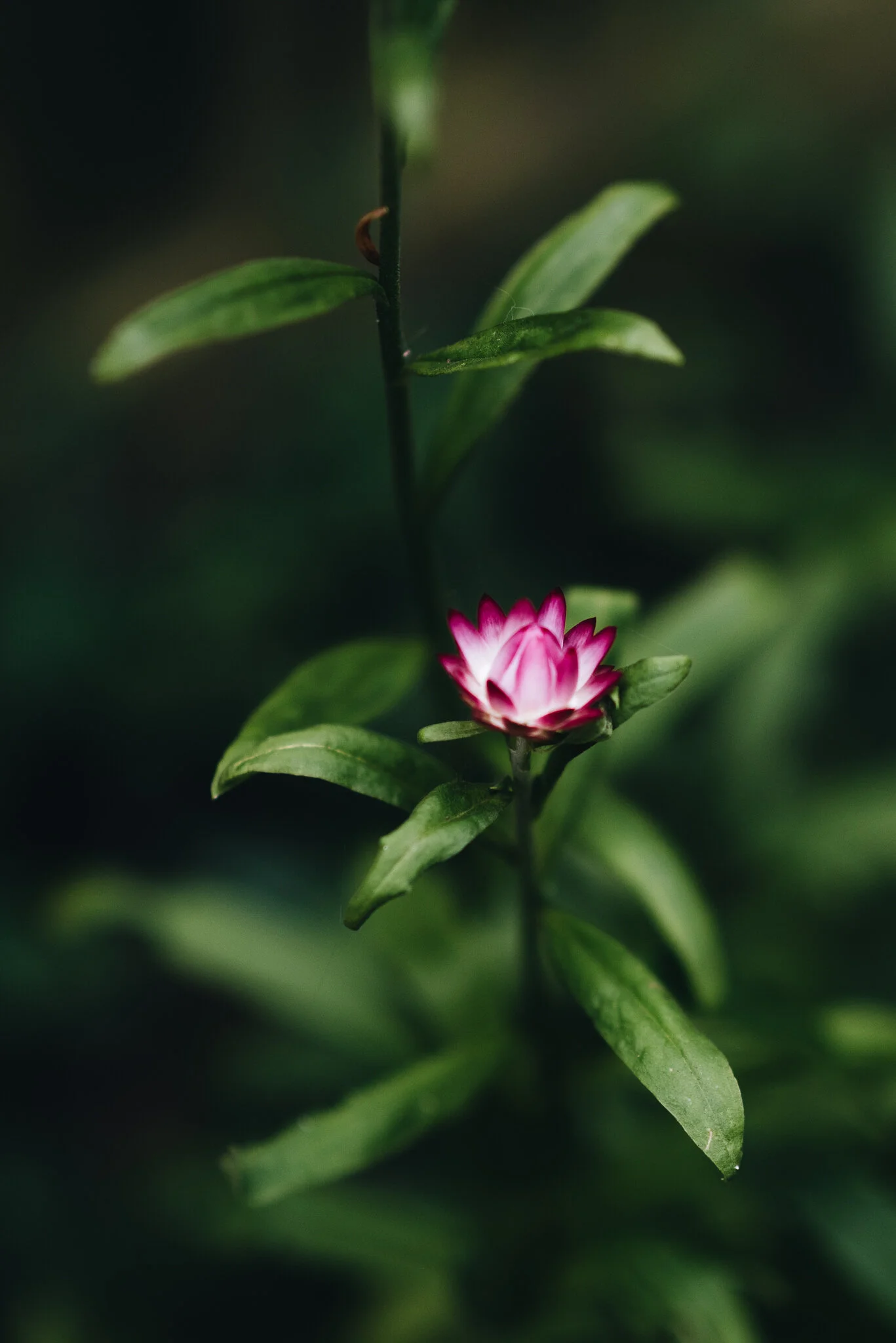 eloise layla nurse garden photographer-3-3.jpg
