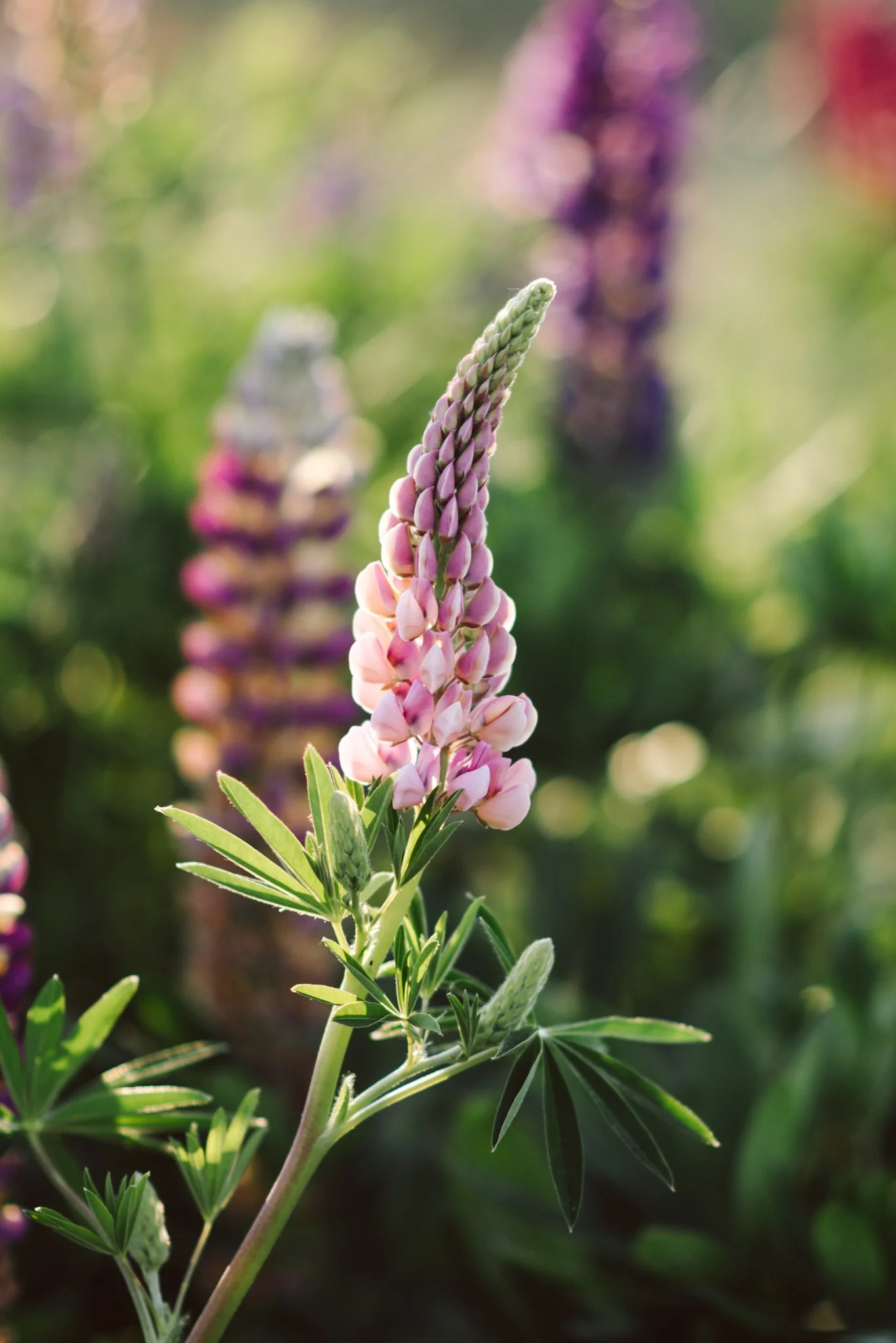 Eloise Nurse WEB RES-12-2.jpg